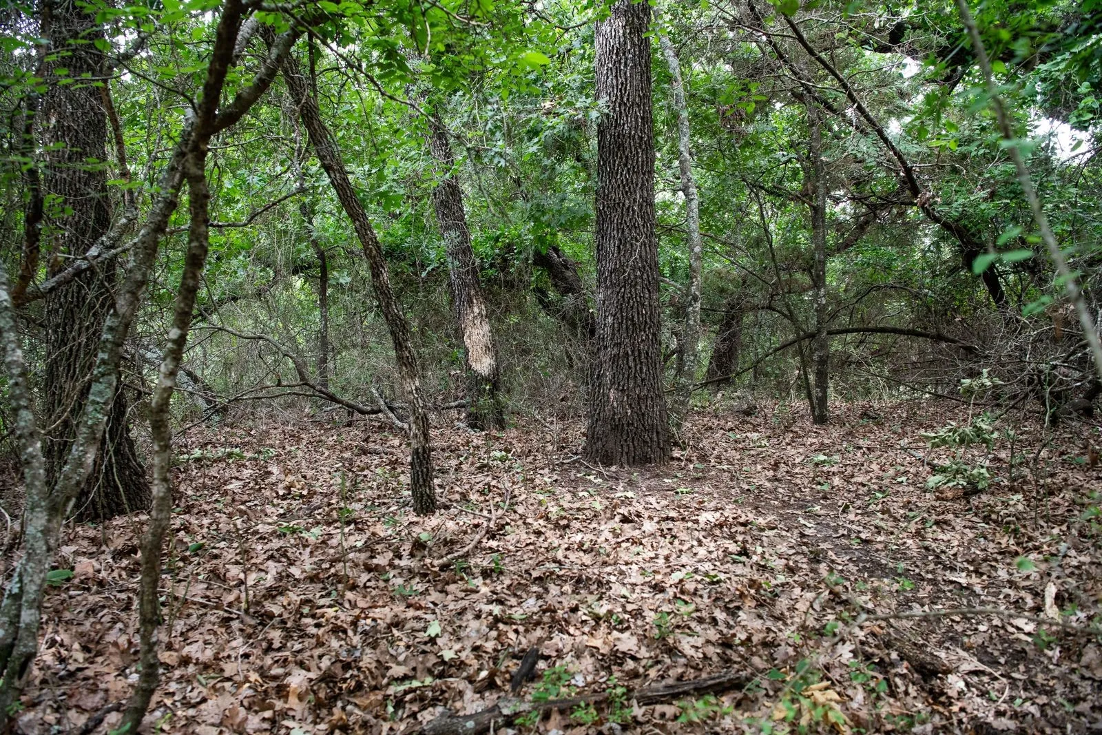 Unimproved Land For Sale in Parker County , TBD Latigo Way, Weatherford, Texas 76088, 0, 0, Garage spaces, 0 Sqft, built in 0, mls#21288556, Real Estate Agent in Weatherford, Homes For Sale in Parker county, Homes For Sale in Weatherford, Realtor in Weatherford Texas, Real Estate Brokerage Independent Realty Texas, Luminita Cordes Realtor