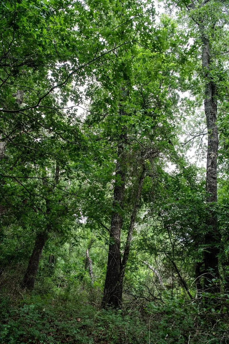 Unimproved Land For Sale in Parker County , TBD Latigo Way, Weatherford, Texas 76088, 0, 0, Garage spaces, 0 Sqft, built in 0, mls#21288556, Real Estate Agent in Weatherford, Homes For Sale in Parker county, Homes For Sale in Weatherford, Realtor in Weatherford Texas, Real Estate Brokerage Independent Realty Texas, Luminita Cordes Realtor