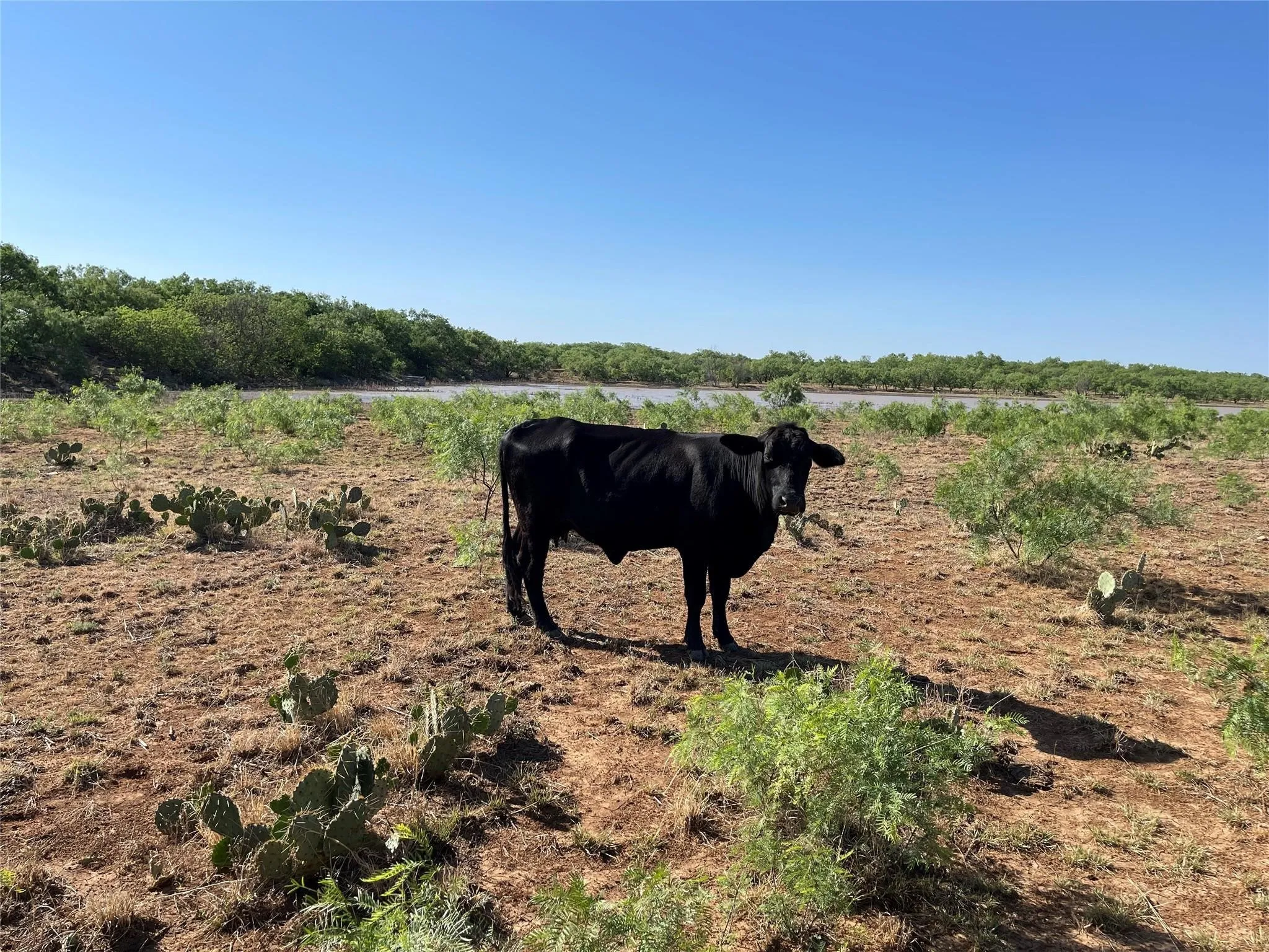 Ranch For Sale in Coleman County , TBD County Road 346 218ac, Gouldbusk, Texas 76845, 0, 0, Garage spaces, 0 Sqft, built in 0, mls#21289363, Real Estate Agent in Gouldbusk, Homes For Sale in Coleman county, Homes For Sale in Gouldbusk, Realtor in Gouldbusk Texas, Real Estate Brokerage Independent Realty Texas, Luminita Cordes Realtor