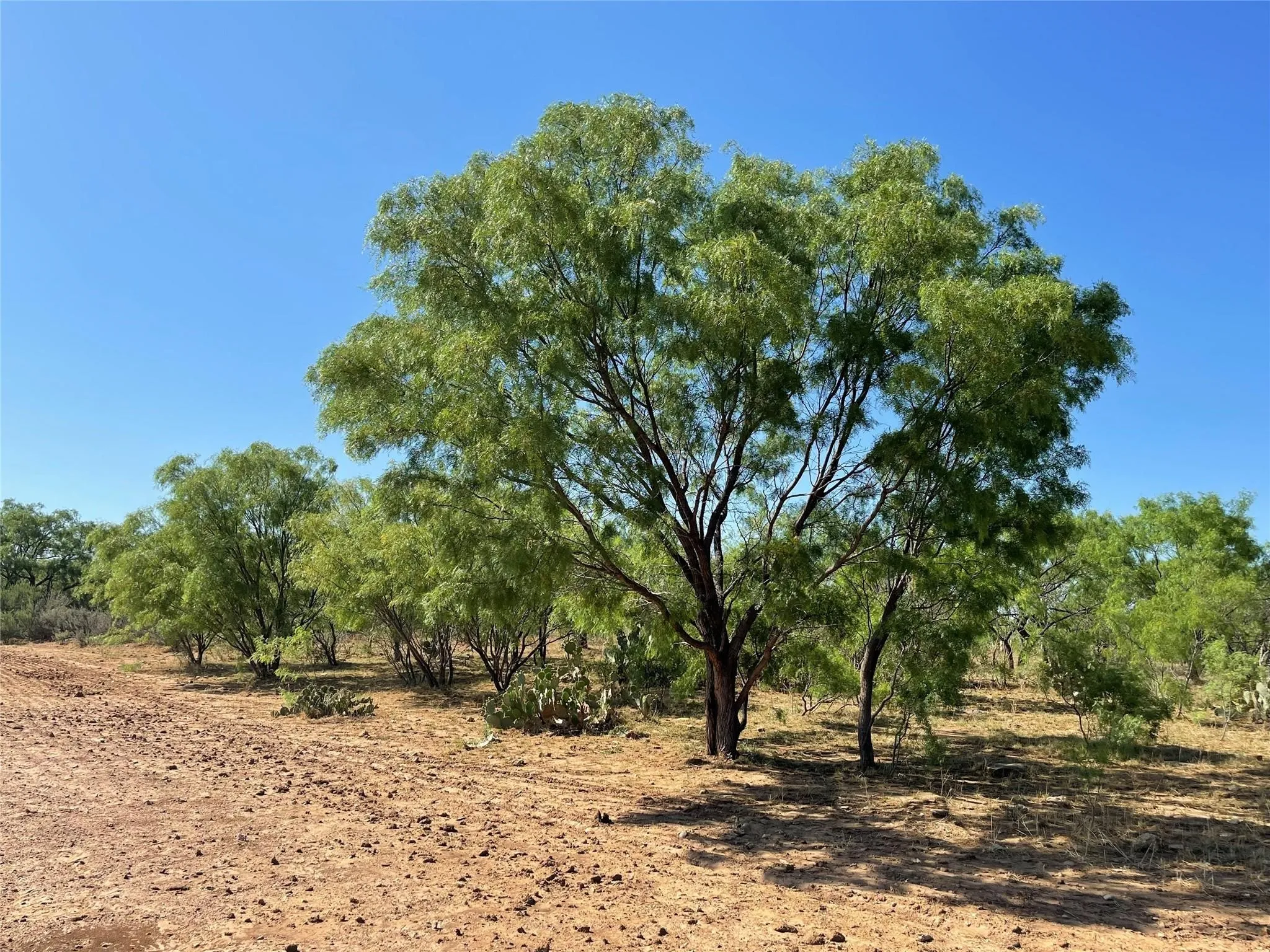 Ranch For Sale in Coleman County , TBD County Road 346 218ac, Gouldbusk, Texas 76845, 0, 0, Garage spaces, 0 Sqft, built in 0, mls#21289363, Real Estate Agent in Gouldbusk, Homes For Sale in Coleman county, Homes For Sale in Gouldbusk, Realtor in Gouldbusk Texas, Real Estate Brokerage Independent Realty Texas, Luminita Cordes Realtor