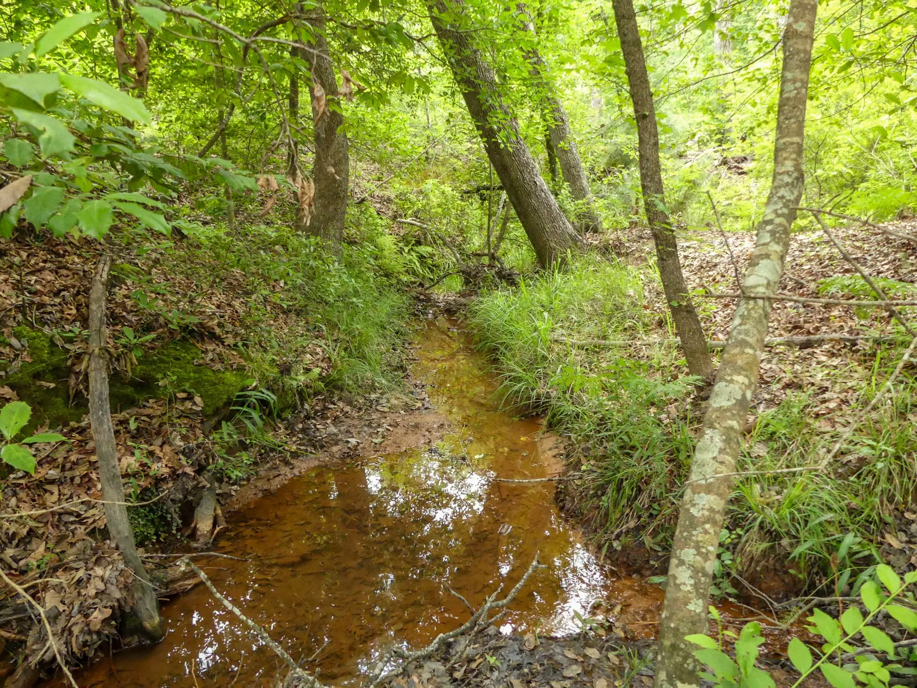 Unimproved Land For Sale in Marion County , 000 Avinger Cutoff Road, Avinger, Texas 75630, 0, 0, Garage spaces, 0 Sqft, built in 0, Price $525,000, mls#21289538, Real Estate Agent in Avinger, Homes For Sale in Marion county, Homes For Sale in Avinger, Realtor in Avinger Texas, Real Estate Brokerage Independent Realty Texas, Luminita Cordes Realtor