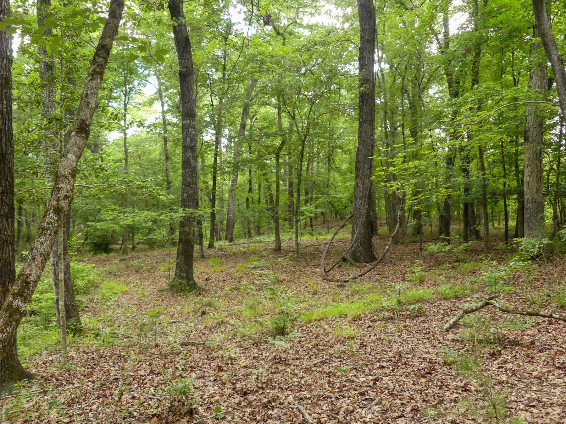 Unimproved Land For Sale in Marion County , 000 Avinger Cutoff Road, Avinger, Texas 75630, 0, 0, Garage spaces, 0 Sqft, built in 0, Price $525,000, mls#21289538, Real Estate Agent in Avinger, Homes For Sale in Marion county, Homes For Sale in Avinger, Realtor in Avinger Texas, Real Estate Brokerage Independent Realty Texas, Luminita Cordes Realtor