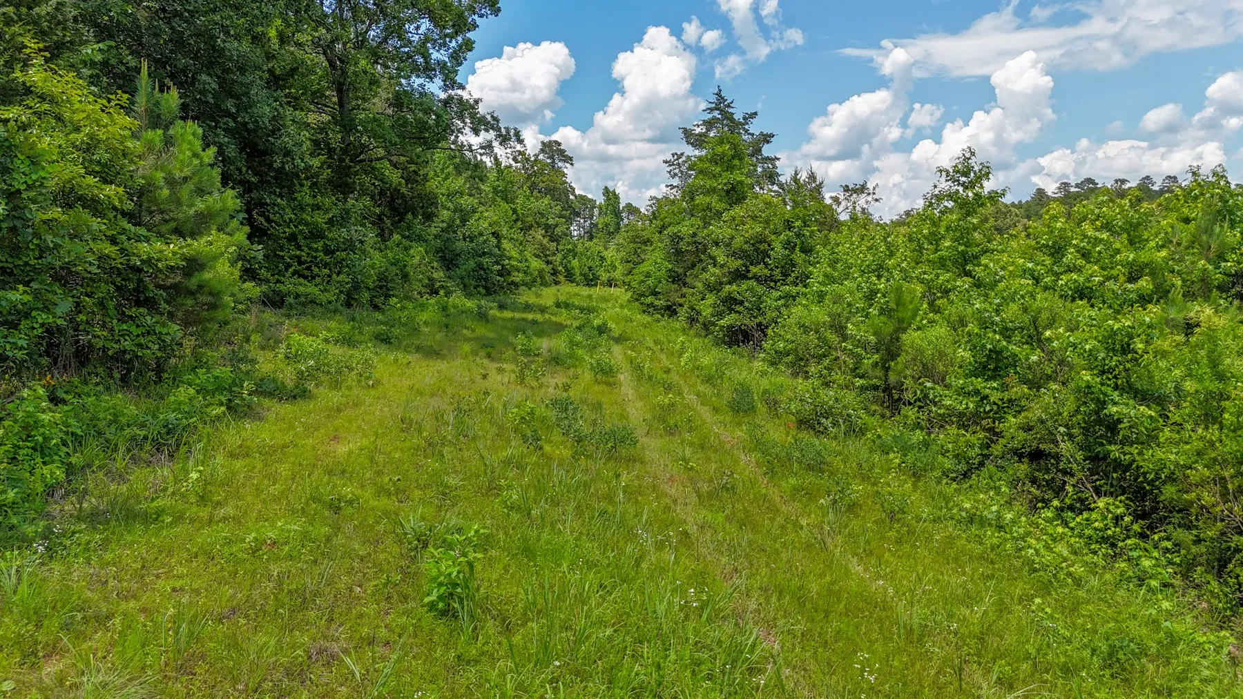 Unimproved Land For Sale in Marion County , 000 Avinger Cutoff Road, Avinger, Texas 75630, 0, 0, Garage spaces, 0 Sqft, built in 0, Price $525,000, mls#21289538, Real Estate Agent in Avinger, Homes For Sale in Marion county, Homes For Sale in Avinger, Realtor in Avinger Texas, Real Estate Brokerage Independent Realty Texas, Luminita Cordes Realtor