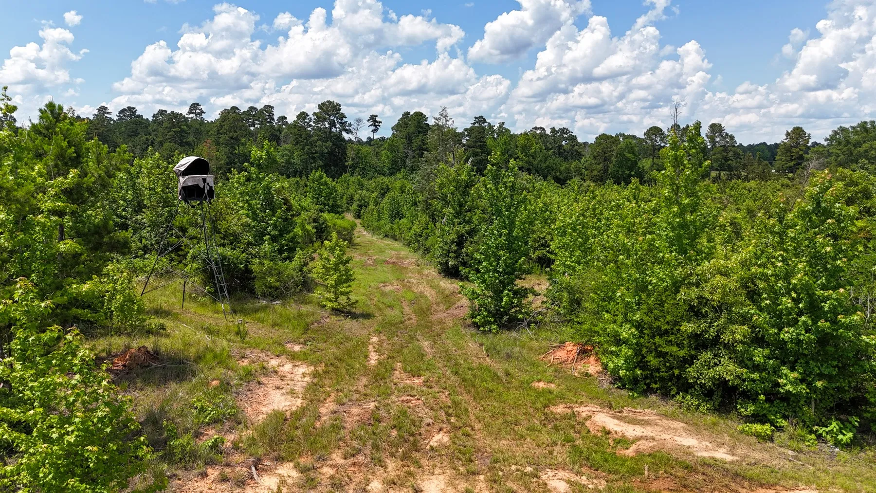 Unimproved Land For Sale in Marion County , 000 Avinger Cutoff Road, Avinger, Texas 75630, 0, 0, Garage spaces, 0 Sqft, built in 0, Price $525,000, mls#21289538, Real Estate Agent in Avinger, Homes For Sale in Marion county, Homes For Sale in Avinger, Realtor in Avinger Texas, Real Estate Brokerage Independent Realty Texas, Luminita Cordes Realtor