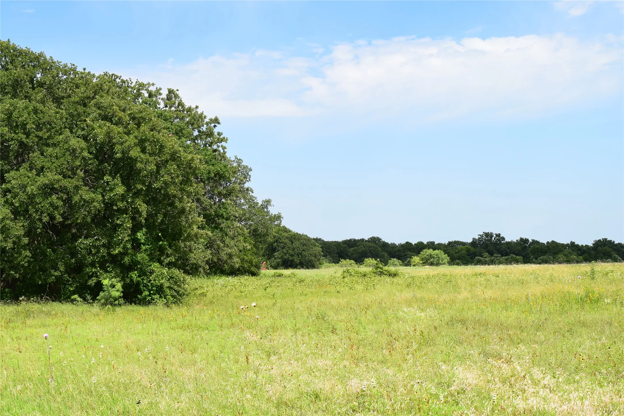 Open pasture