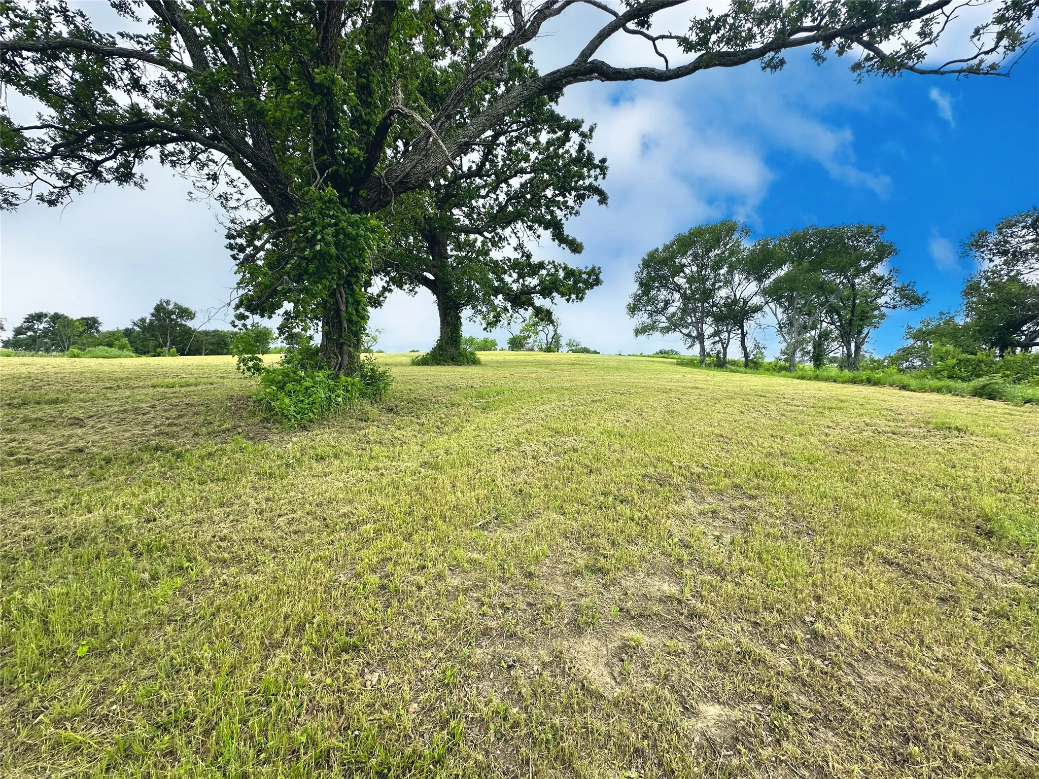 Open grassy homesite with mature trees provides flexibility for designing your lake retreat.