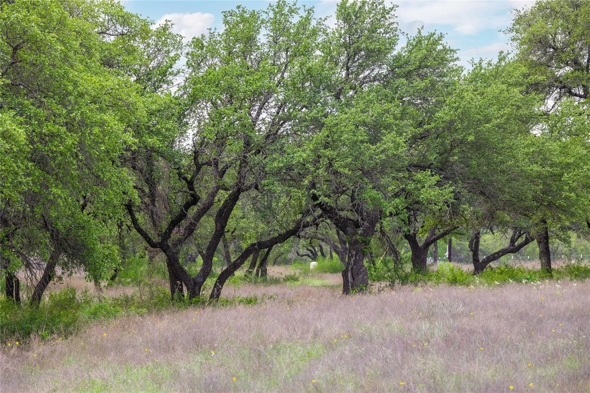 Ranch For Sale in Comanche County , Lot 29 & 30 Comanche Hills Drive, Comanche, Texas 76442, 0, 0, Garage spaces, 0 Sqft, built in 0, mls#21290215, Real Estate Agent in Comanche, Homes For Sale in Comanche county, Homes For Sale in Comanche, Realtor in Comanche Texas, Real Estate Brokerage Independent Realty Texas, Luminita Cordes Realtor