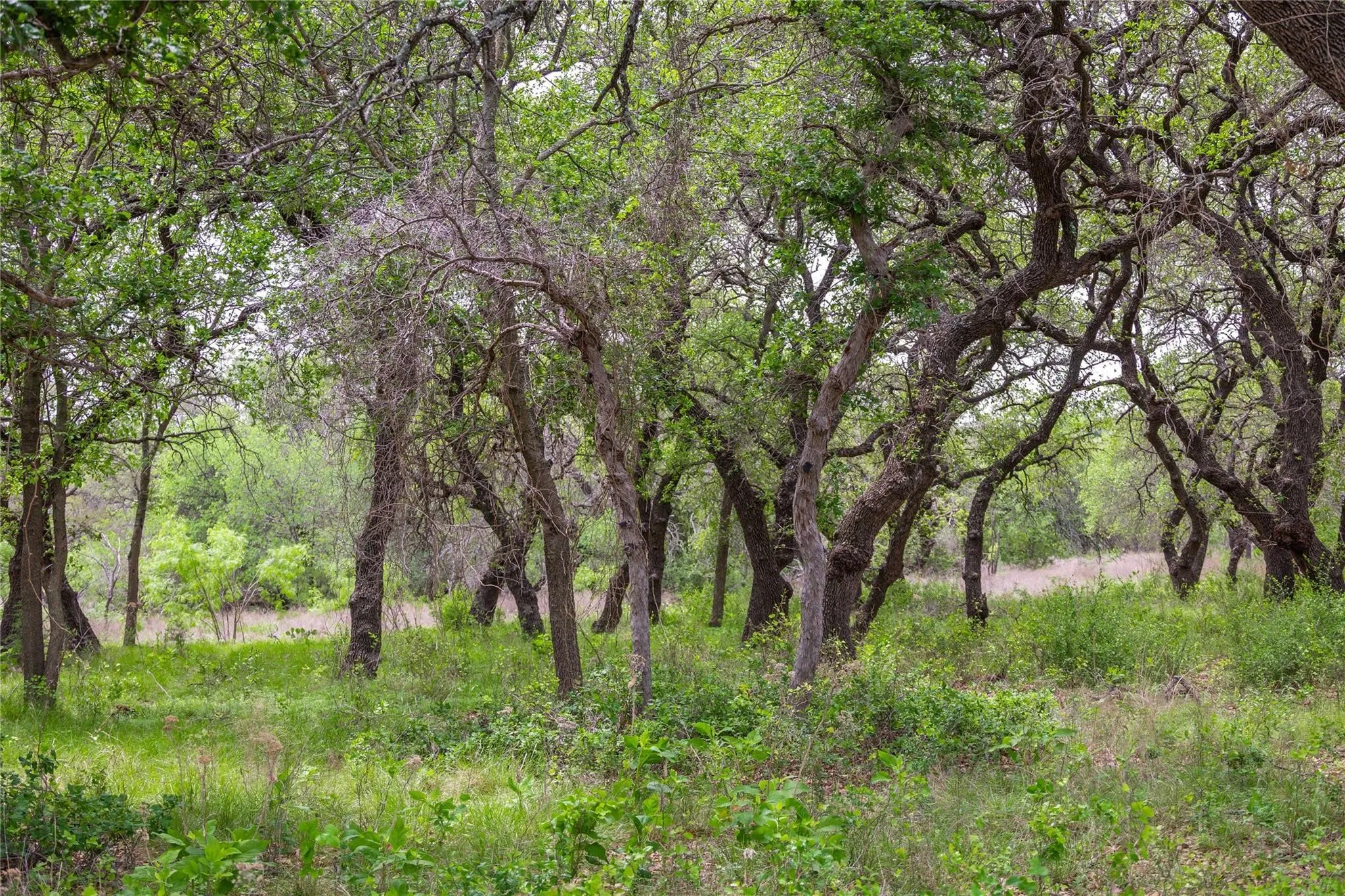 Ranch For Sale in Comanche County , Lot 29 & 30 Comanche Hills Drive, Comanche, Texas 76442, 0, 0, Garage spaces, 0 Sqft, built in 0, mls#21290215, Real Estate Agent in Comanche, Homes For Sale in Comanche county, Homes For Sale in Comanche, Realtor in Comanche Texas, Real Estate Brokerage Independent Realty Texas, Luminita Cordes Realtor
