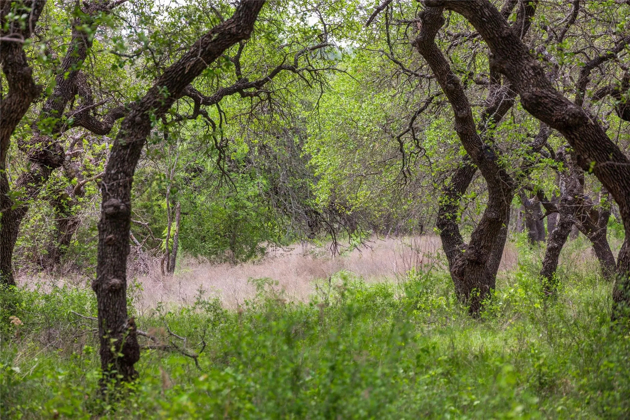 Ranch For Sale in Comanche County , Lot 29 & 30 Comanche Hills Drive, Comanche, Texas 76442, 0, 0, Garage spaces, 0 Sqft, built in 0, mls#21290215, Real Estate Agent in Comanche, Homes For Sale in Comanche county, Homes For Sale in Comanche, Realtor in Comanche Texas, Real Estate Brokerage Independent Realty Texas, Luminita Cordes Realtor