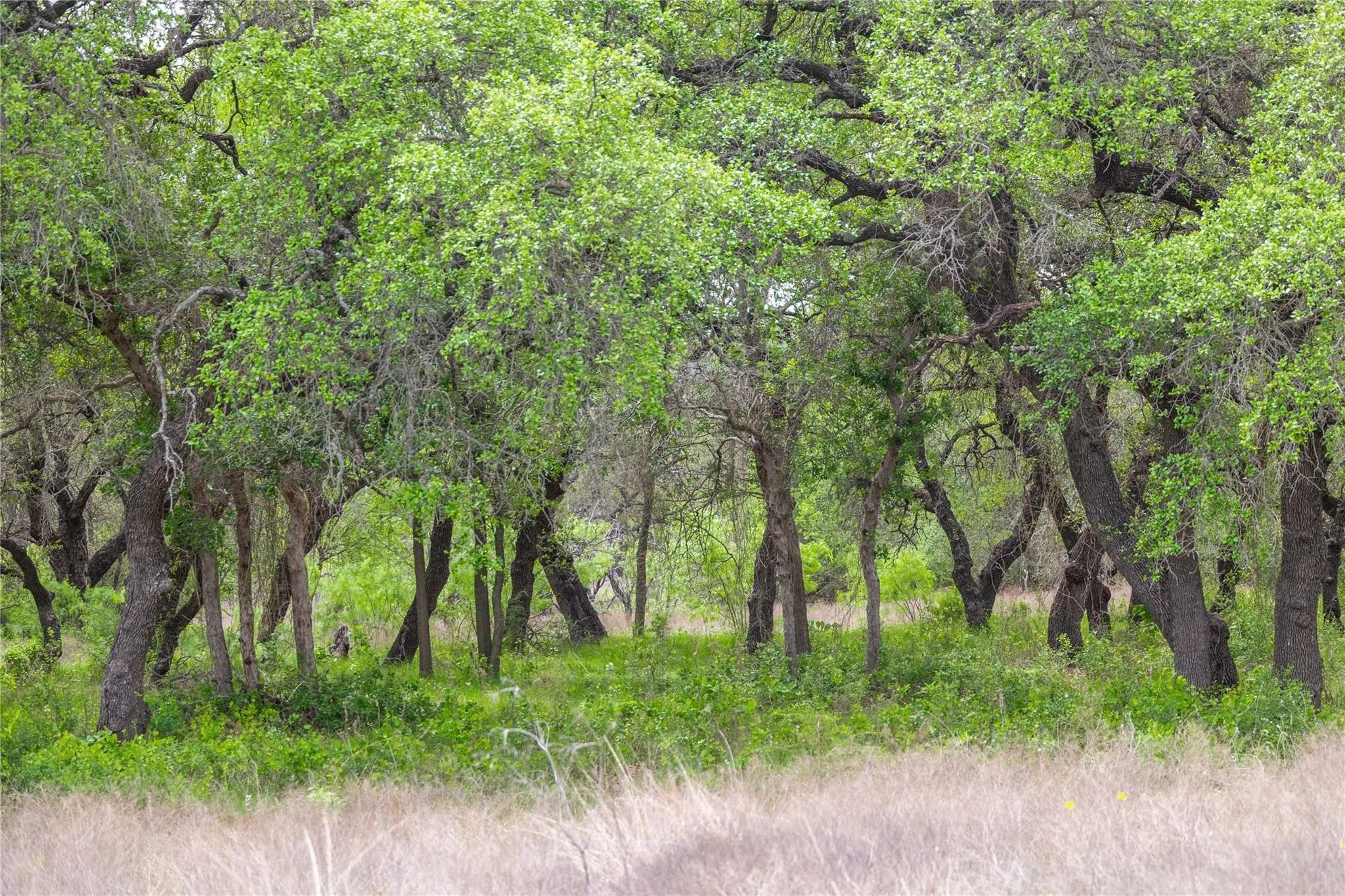 Ranch For Sale in Comanche County , Lot 29 & 30 Comanche Hills Drive, Comanche, Texas 76442, 0, 0, Garage spaces, 0 Sqft, built in 0, mls#21290215, Real Estate Agent in Comanche, Homes For Sale in Comanche county, Homes For Sale in Comanche, Realtor in Comanche Texas, Real Estate Brokerage Independent Realty Texas, Luminita Cordes Realtor