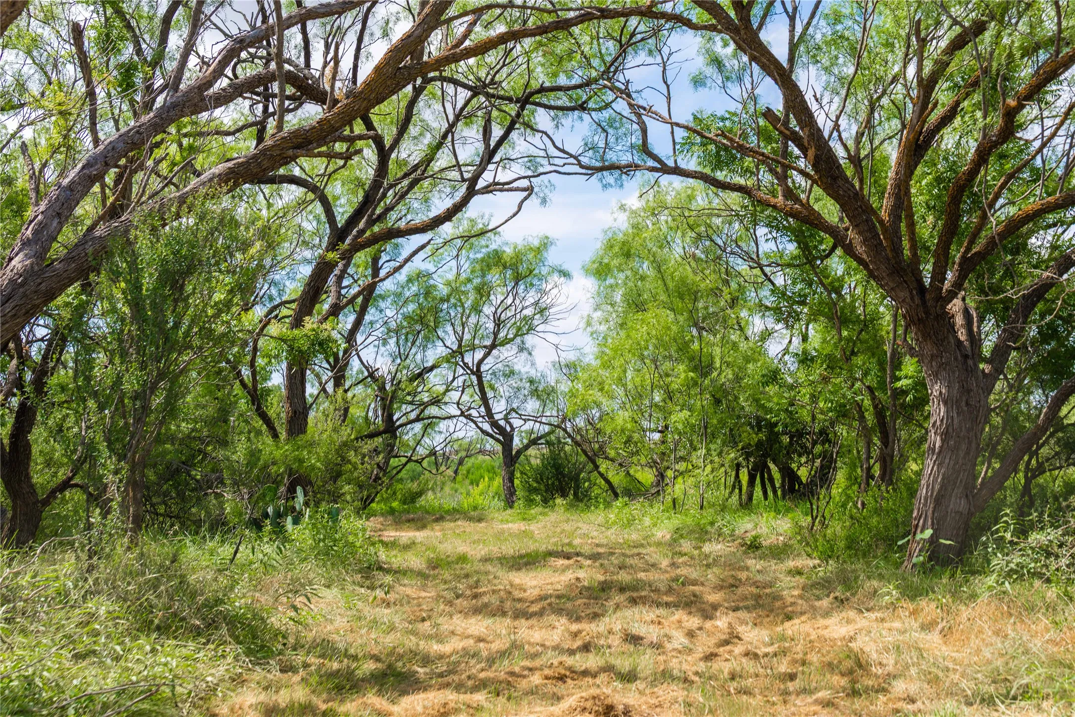 Ranch For Sale in Runnels County , 9999 CR 296, Ballinger, Texas 76821, 0, 0, Garage spaces, 0 Sqft, built in 0, Price $789,000, mls#21290257, Real Estate Agent in Ballinger, Homes For Sale in Runnels county, Homes For Sale in Ballinger, Realtor in Ballinger Texas, Real Estate Brokerage Independent Realty Texas, Luminita Cordes Realtor