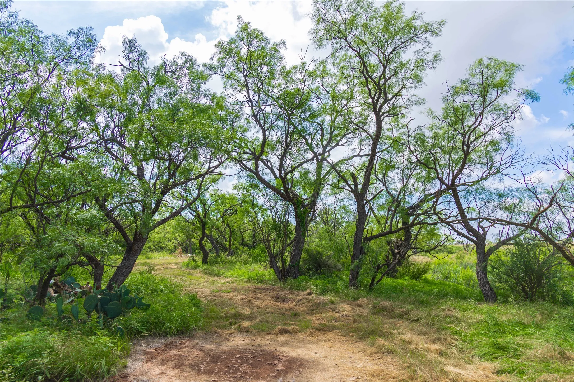 Ranch For Sale in Runnels County , 9999 CR 296, Ballinger, Texas 76821, 0, 0, Garage spaces, 0 Sqft, built in 0, Price $789,000, mls#21290257, Real Estate Agent in Ballinger, Homes For Sale in Runnels county, Homes For Sale in Ballinger, Realtor in Ballinger Texas, Real Estate Brokerage Independent Realty Texas, Luminita Cordes Realtor