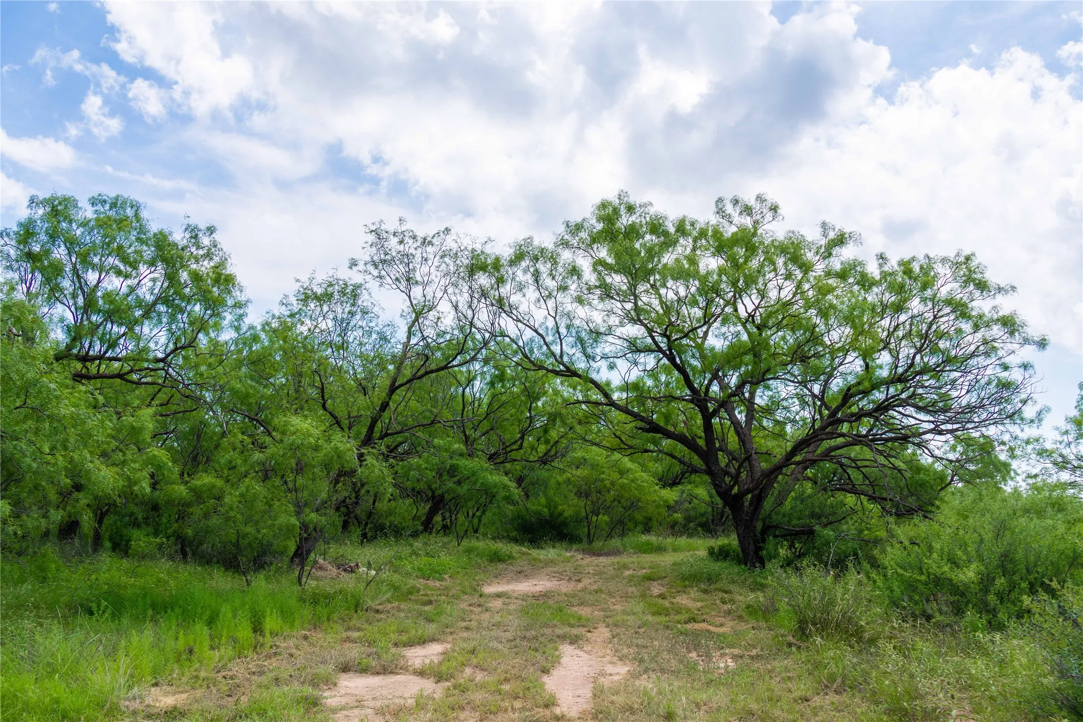 Ranch For Sale in Runnels County , 9999 CR 296, Ballinger, Texas 76821, 0, 0, Garage spaces, 0 Sqft, built in 0, Price $789,000, mls#21290257, Real Estate Agent in Ballinger, Homes For Sale in Runnels county, Homes For Sale in Ballinger, Realtor in Ballinger Texas, Real Estate Brokerage Independent Realty Texas, Luminita Cordes Realtor