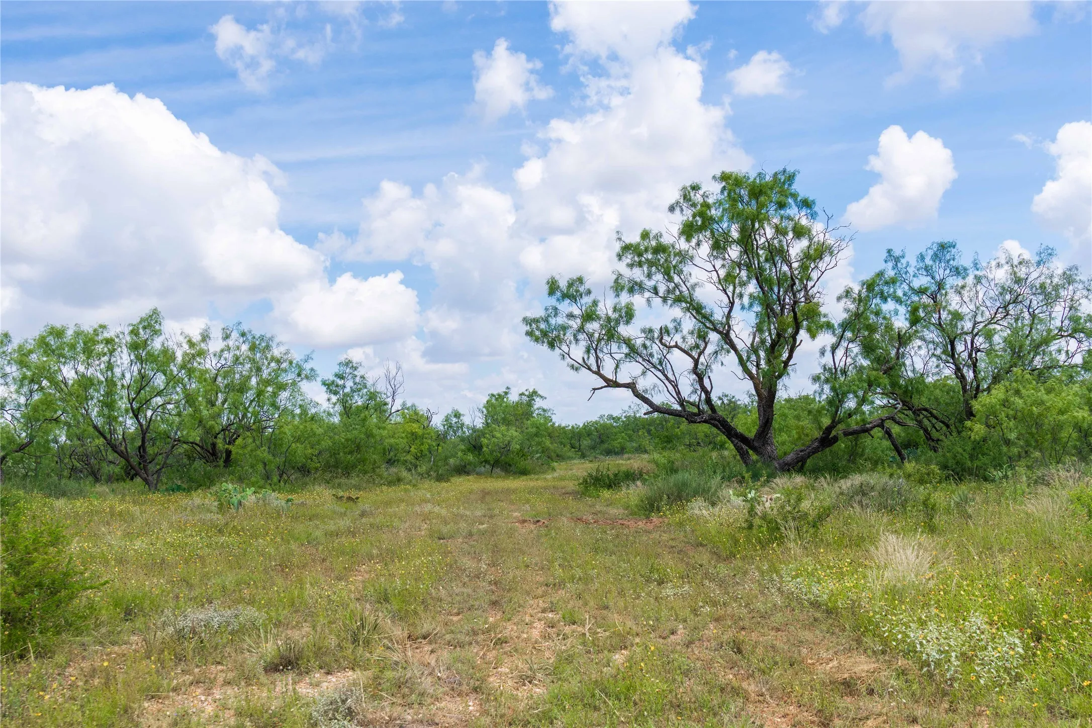 Ranch For Sale in Runnels County , 9999 CR 296, Ballinger, Texas 76821, 0, 0, Garage spaces, 0 Sqft, built in 0, Price $789,000, mls#21290257, Real Estate Agent in Ballinger, Homes For Sale in Runnels county, Homes For Sale in Ballinger, Realtor in Ballinger Texas, Real Estate Brokerage Independent Realty Texas, Luminita Cordes Realtor