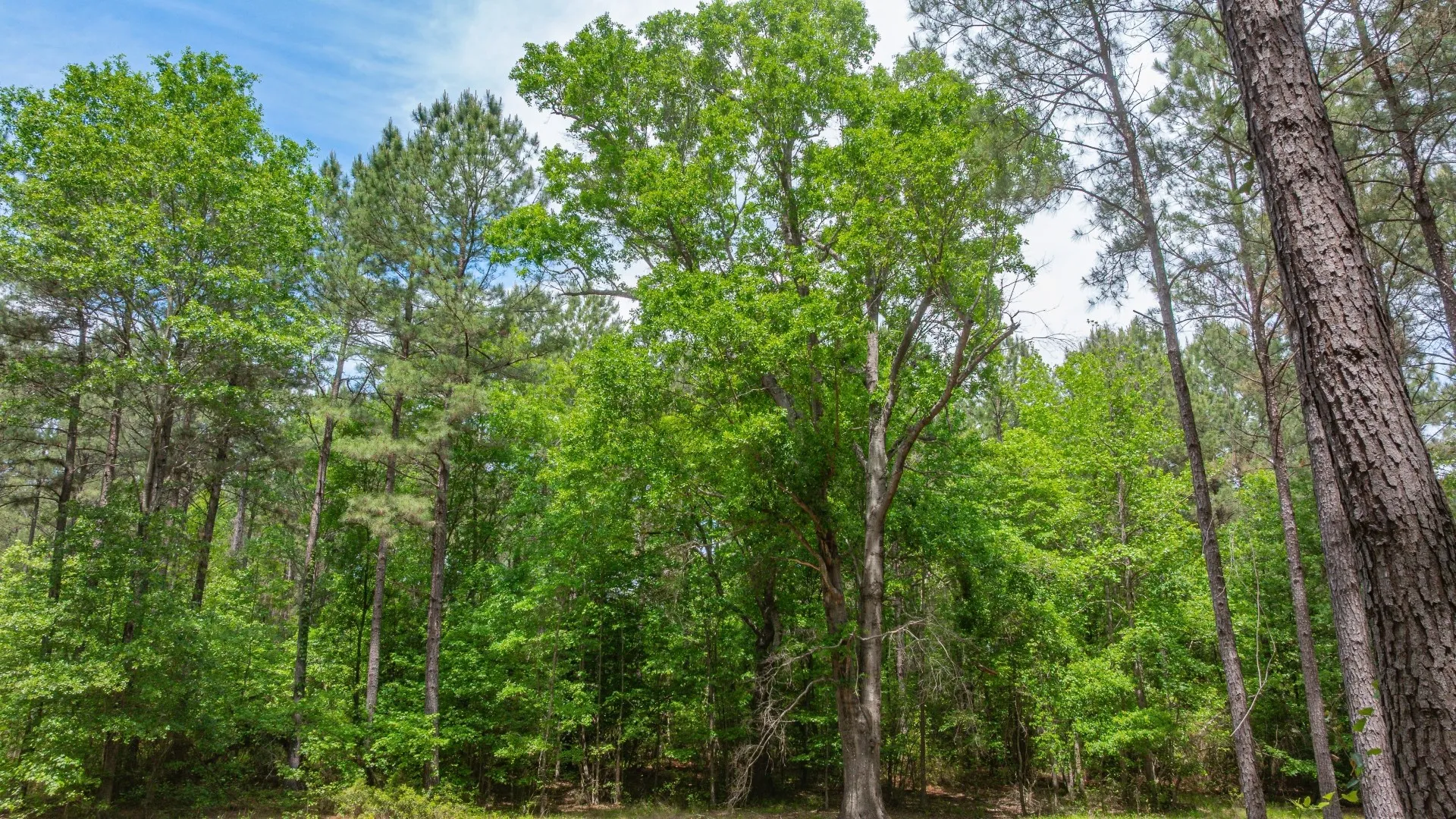 Improved Land For Sale in Cass County , 3400 CR 1240, Linden, Texas 75563, 0, 0, Garage spaces, 0 Sqft, built in 0, Price $7,900,000, mls#21290434, Real Estate Agent in Linden, Homes For Sale in Cass county, Homes For Sale in Linden, Realtor in Linden Texas, Real Estate Brokerage Independent Realty Texas, Luminita Cordes Realtor