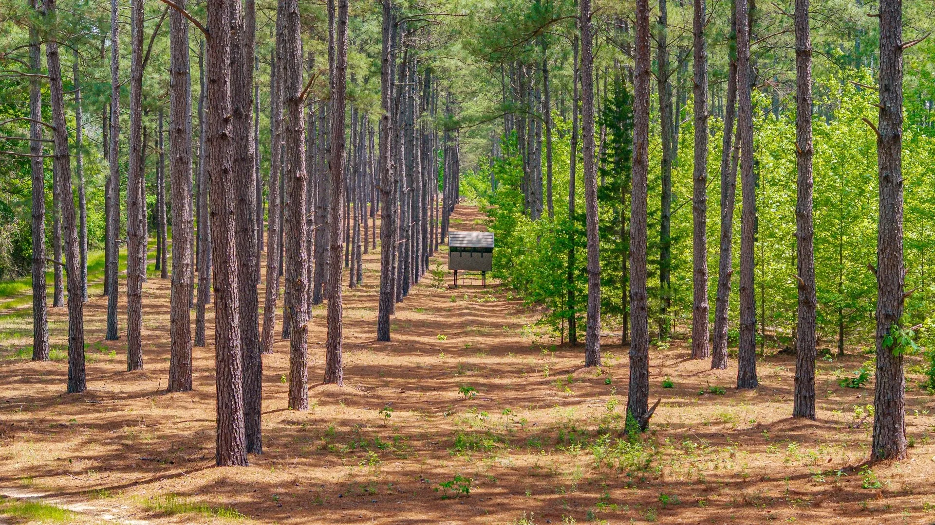 Improved Land For Sale in Cass County , 3400 CR 1240, Linden, Texas 75563, 0, 0, Garage spaces, 0 Sqft, built in 0, Price $7,900,000, mls#21290434, Real Estate Agent in Linden, Homes For Sale in Cass county, Homes For Sale in Linden, Realtor in Linden Texas, Real Estate Brokerage Independent Realty Texas, Luminita Cordes Realtor