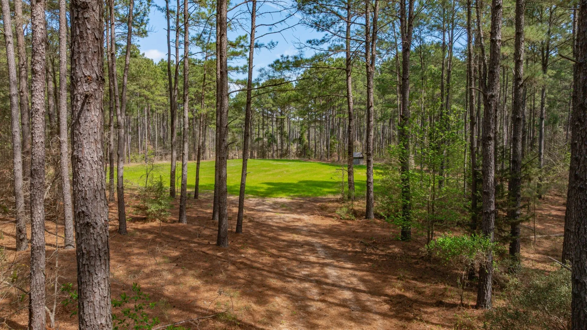 Improved Land For Sale in Cass County , 3400 CR 1240, Linden, Texas 75563, 0, 0, Garage spaces, 0 Sqft, built in 0, Price $7,900,000, mls#21290434, Real Estate Agent in Linden, Homes For Sale in Cass county, Homes For Sale in Linden, Realtor in Linden Texas, Real Estate Brokerage Independent Realty Texas, Luminita Cordes Realtor