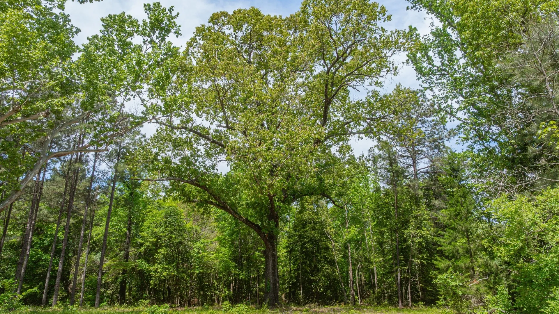 Improved Land For Sale in Cass County , 3400 CR 1240, Linden, Texas 75563, 0, 0, Garage spaces, 0 Sqft, built in 0, Price $7,900,000, mls#21290434, Real Estate Agent in Linden, Homes For Sale in Cass county, Homes For Sale in Linden, Realtor in Linden Texas, Real Estate Brokerage Independent Realty Texas, Luminita Cordes Realtor