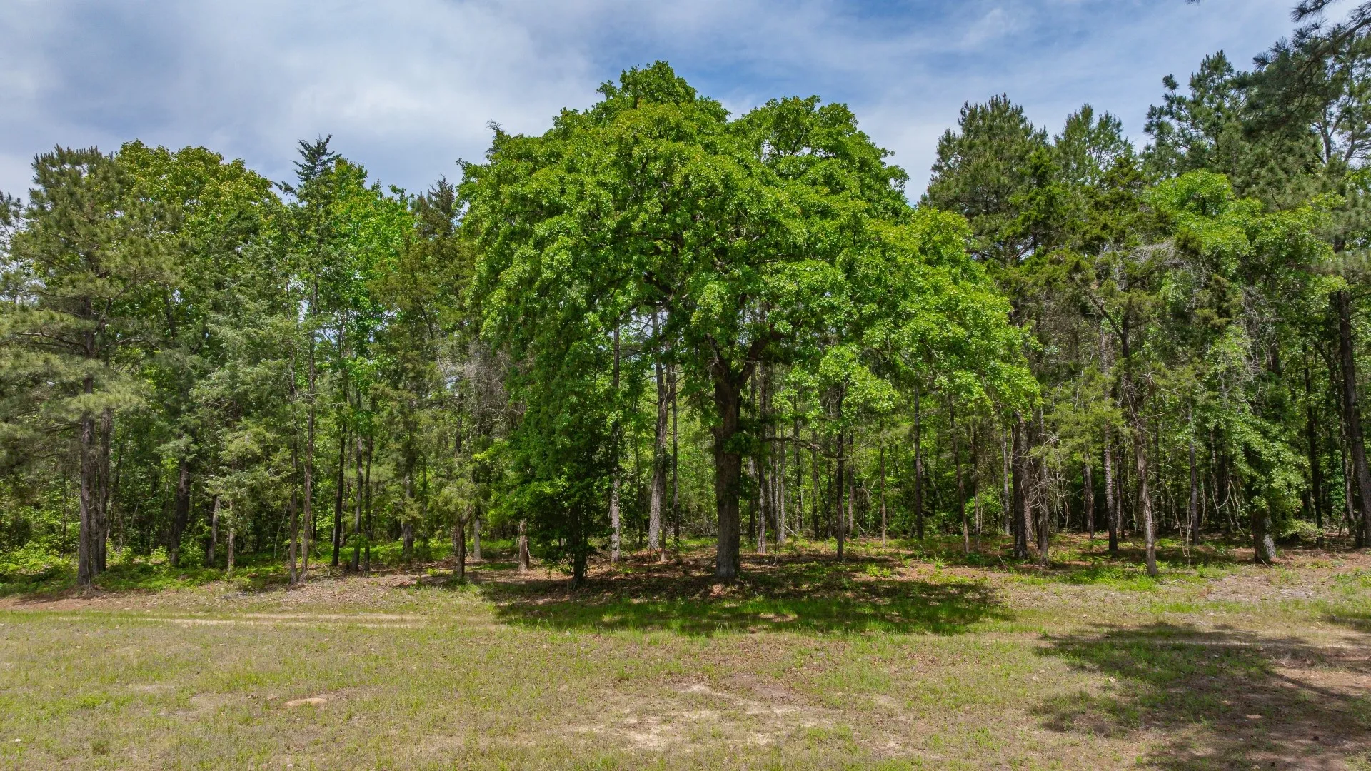 Improved Land For Sale in Cass County , 3400 CR 1240, Linden, Texas 75563, 0, 0, Garage spaces, 0 Sqft, built in 0, Price $7,900,000, mls#21290434, Real Estate Agent in Linden, Homes For Sale in Cass county, Homes For Sale in Linden, Realtor in Linden Texas, Real Estate Brokerage Independent Realty Texas, Luminita Cordes Realtor