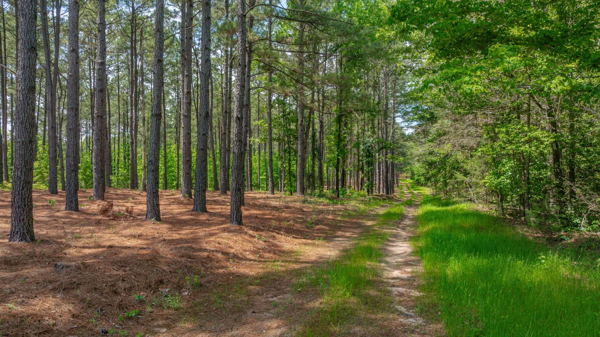 Improved Land For Sale in Cass County , 3400 CR 1240, Linden, Texas 75563, 0, 0, Garage spaces, 0 Sqft, built in 0, Price $7,900,000, mls#21290434, Real Estate Agent in Linden, Homes For Sale in Cass county, Homes For Sale in Linden, Realtor in Linden Texas, Real Estate Brokerage Independent Realty Texas, Luminita Cordes Realtor