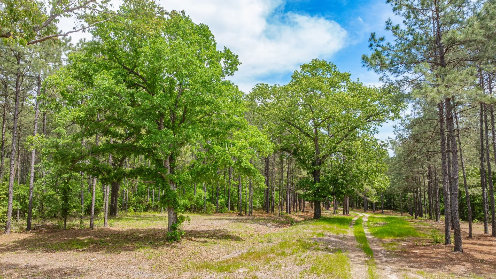 Improved Land For Sale in Cass County , 3400 CR 1240, Linden, Texas 75563, 0, 0, Garage spaces, 0 Sqft, built in 0, Price $7,900,000, mls#21290434, Real Estate Agent in Linden, Homes For Sale in Cass county, Homes For Sale in Linden, Realtor in Linden Texas, Real Estate Brokerage Independent Realty Texas, Luminita Cordes Realtor