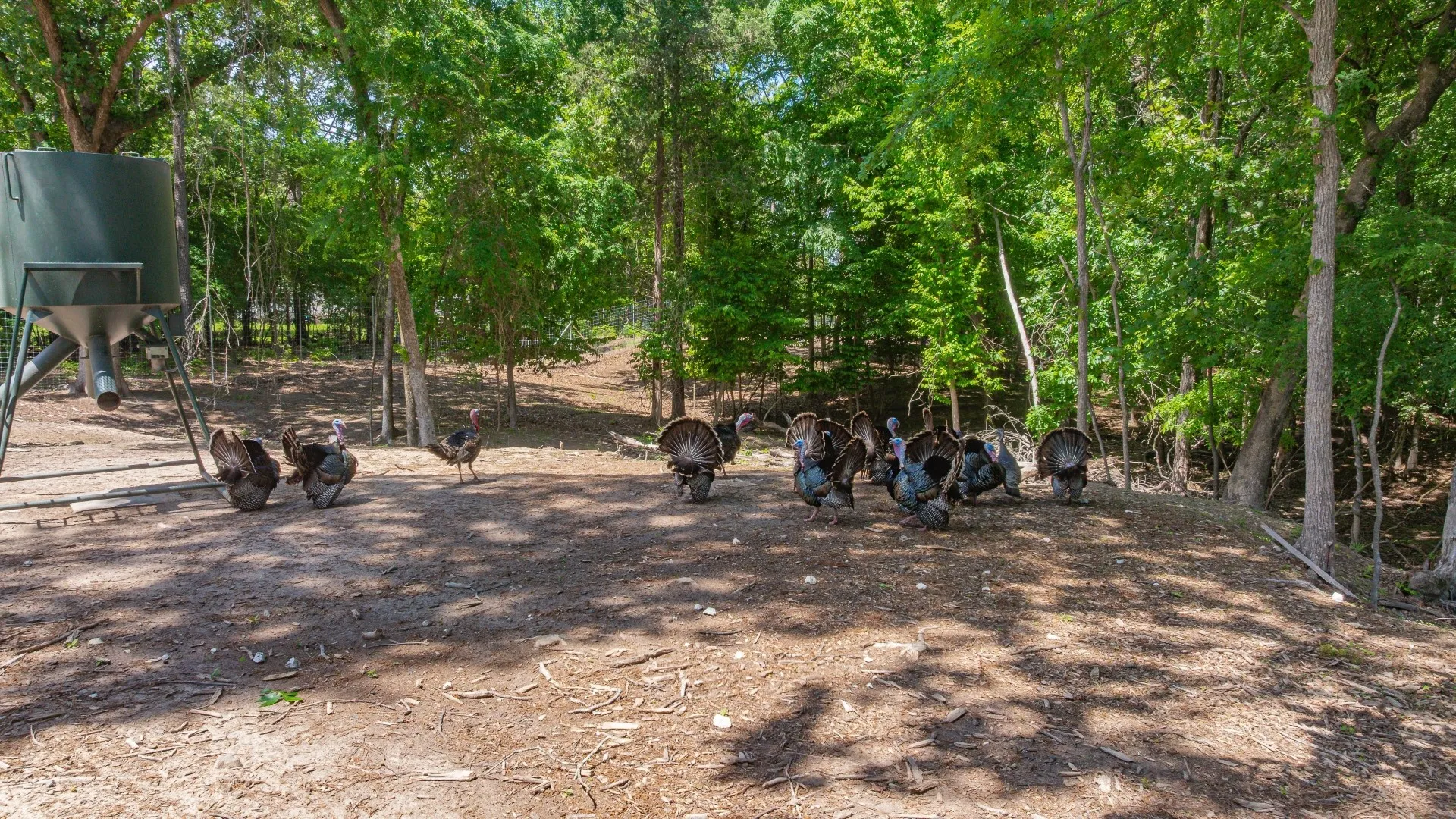 Improved Land For Sale in Cass County , 3400 CR 1240, Linden, Texas 75563, 0, 0, Garage spaces, 0 Sqft, built in 0, Price $7,900,000, mls#21290434, Real Estate Agent in Linden, Homes For Sale in Cass county, Homes For Sale in Linden, Realtor in Linden Texas, Real Estate Brokerage Independent Realty Texas, Luminita Cordes Realtor
