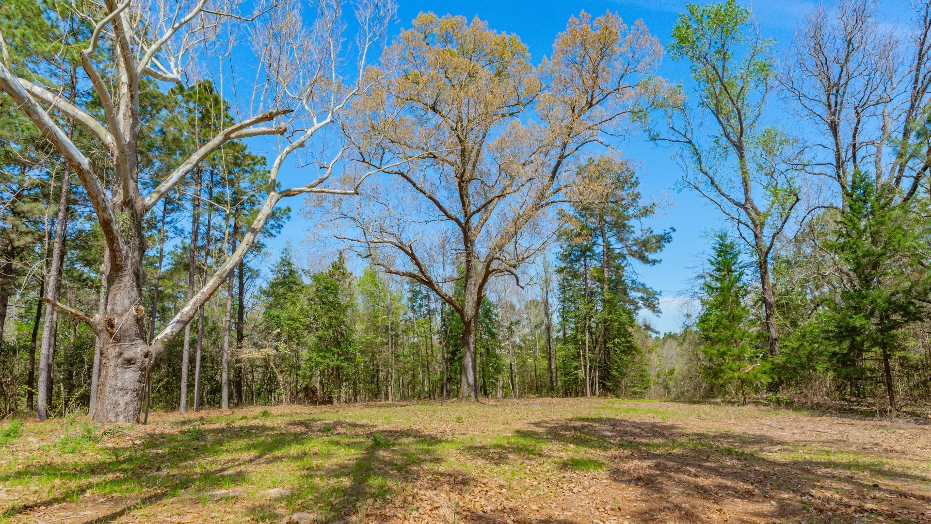 Improved Land For Sale in Cass County , 3400 CR 1240, Linden, Texas 75563, 0, 0, Garage spaces, 0 Sqft, built in 0, Price $7,900,000, mls#21290434, Real Estate Agent in Linden, Homes For Sale in Cass county, Homes For Sale in Linden, Realtor in Linden Texas, Real Estate Brokerage Independent Realty Texas, Luminita Cordes Realtor