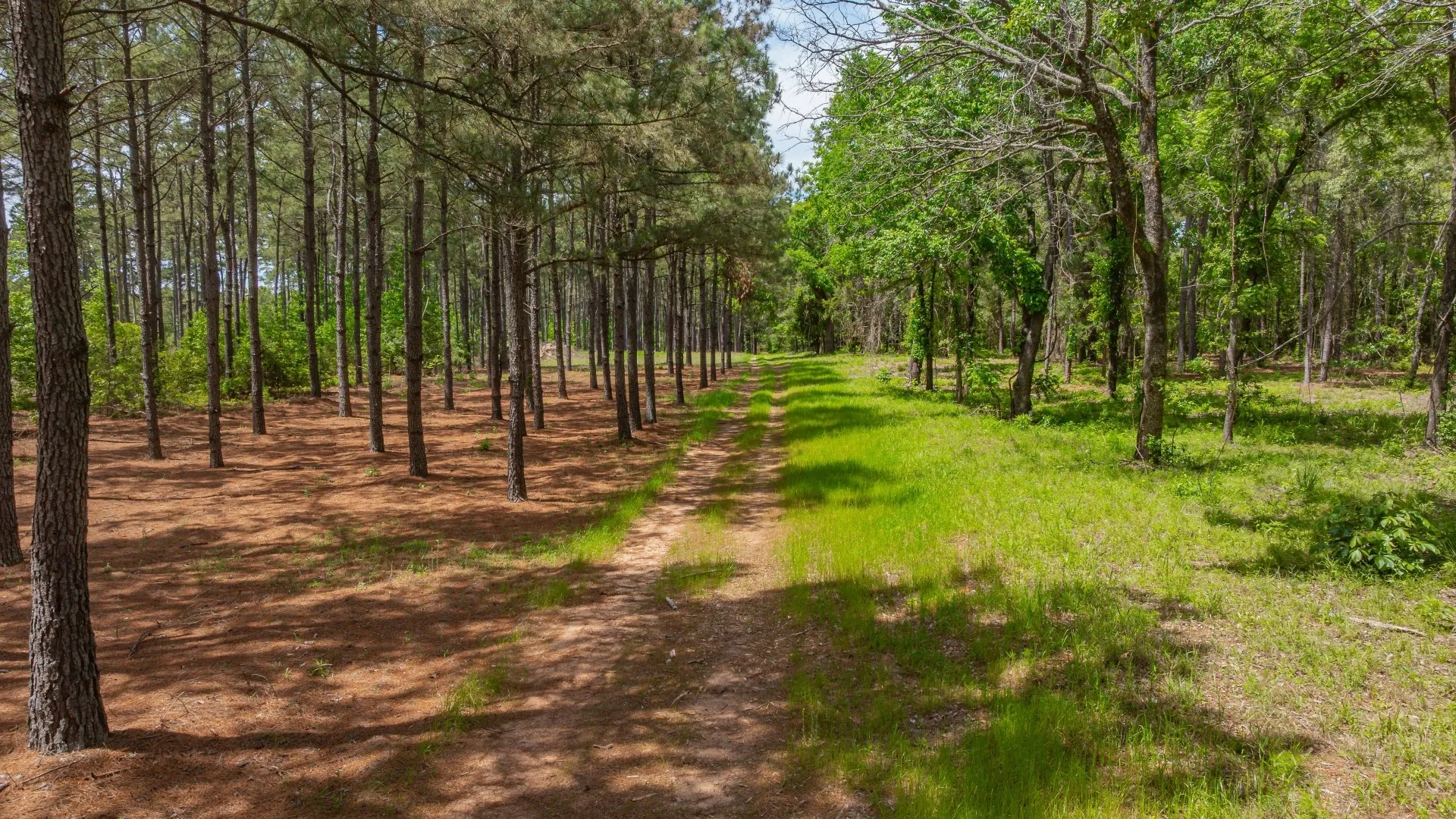Improved Land For Sale in Cass County , 3400 CR 1240, Linden, Texas 75563, 0, 0, Garage spaces, 0 Sqft, built in 0, Price $7,900,000, mls#21290434, Real Estate Agent in Linden, Homes For Sale in Cass county, Homes For Sale in Linden, Realtor in Linden Texas, Real Estate Brokerage Independent Realty Texas, Luminita Cordes Realtor