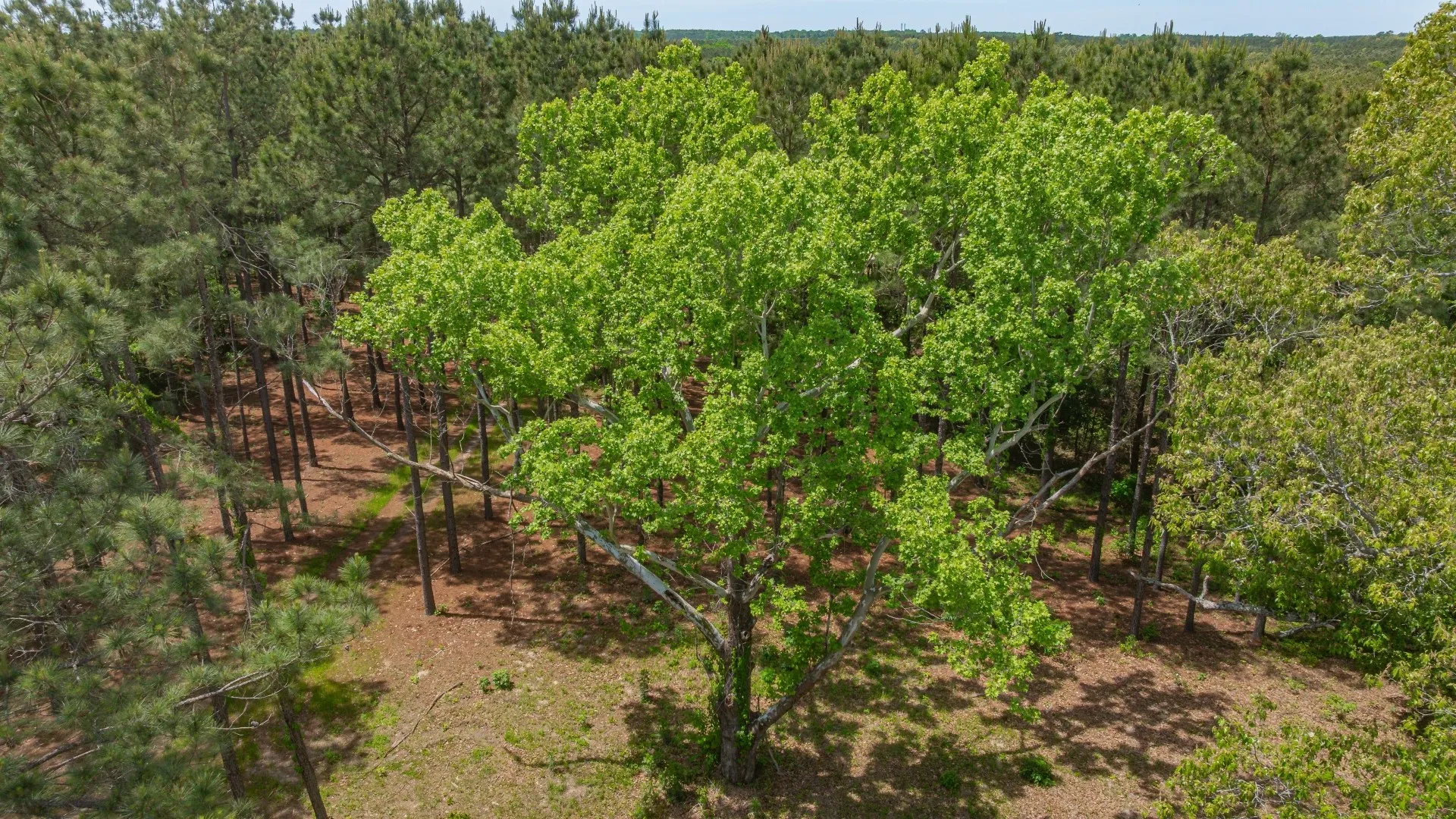 Improved Land For Sale in Cass County , 3400 CR 1240, Linden, Texas 75563, 0, 0, Garage spaces, 0 Sqft, built in 0, Price $7,900,000, mls#21290434, Real Estate Agent in Linden, Homes For Sale in Cass county, Homes For Sale in Linden, Realtor in Linden Texas, Real Estate Brokerage Independent Realty Texas, Luminita Cordes Realtor