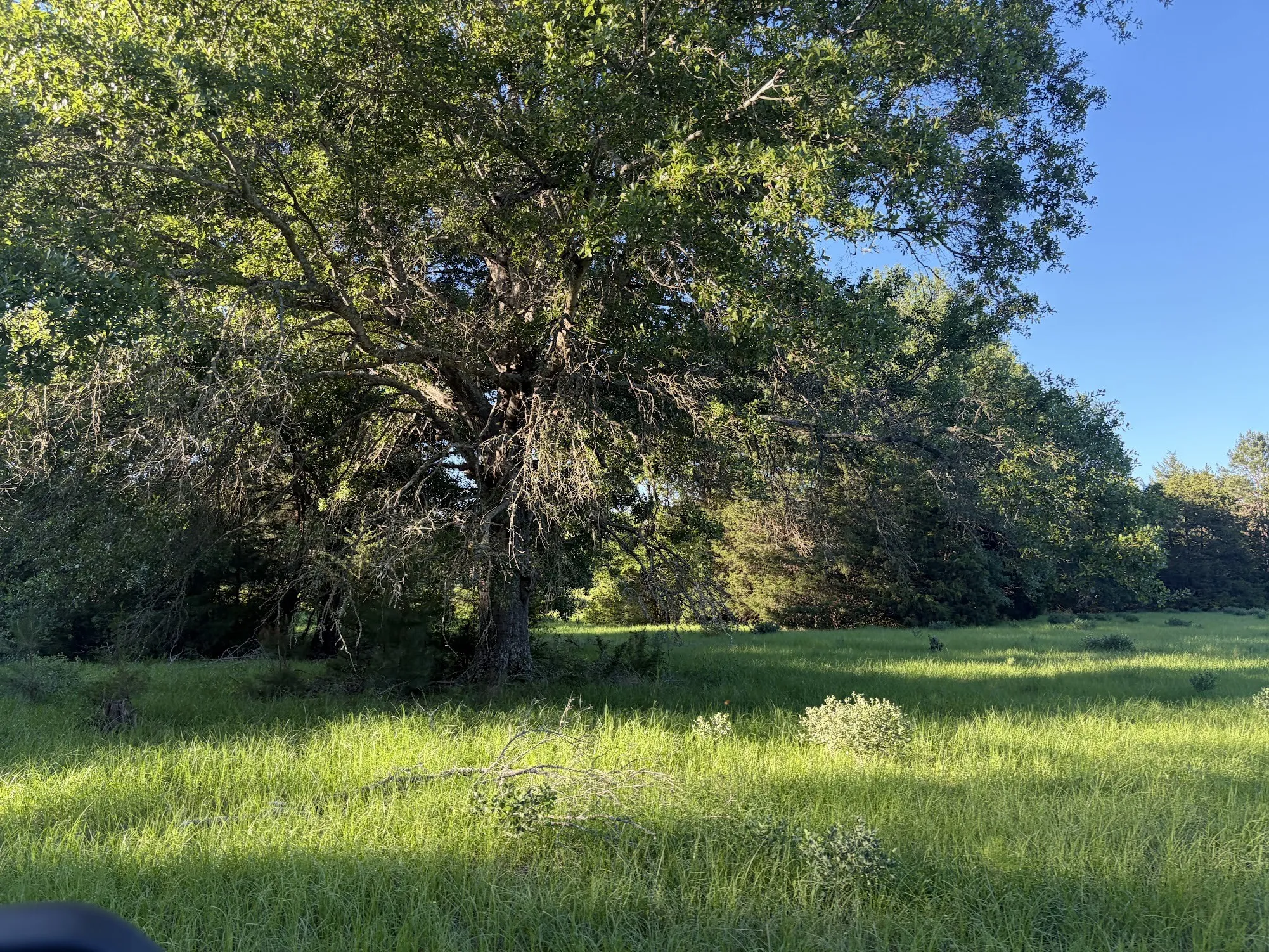 Ranch For Sale in Freestone County , 289 FCR 261, Oakwood, Texas 75855, 0, 0, Garage spaces, 0 Sqft, built in 0, Price $235,000, mls#21289860, Real Estate Agent in Oakwood, Homes For Sale in Freestone county, Homes For Sale in Oakwood, Realtor in Oakwood Texas, Real Estate Brokerage Independent Realty Texas, Luminita Cordes Realtor