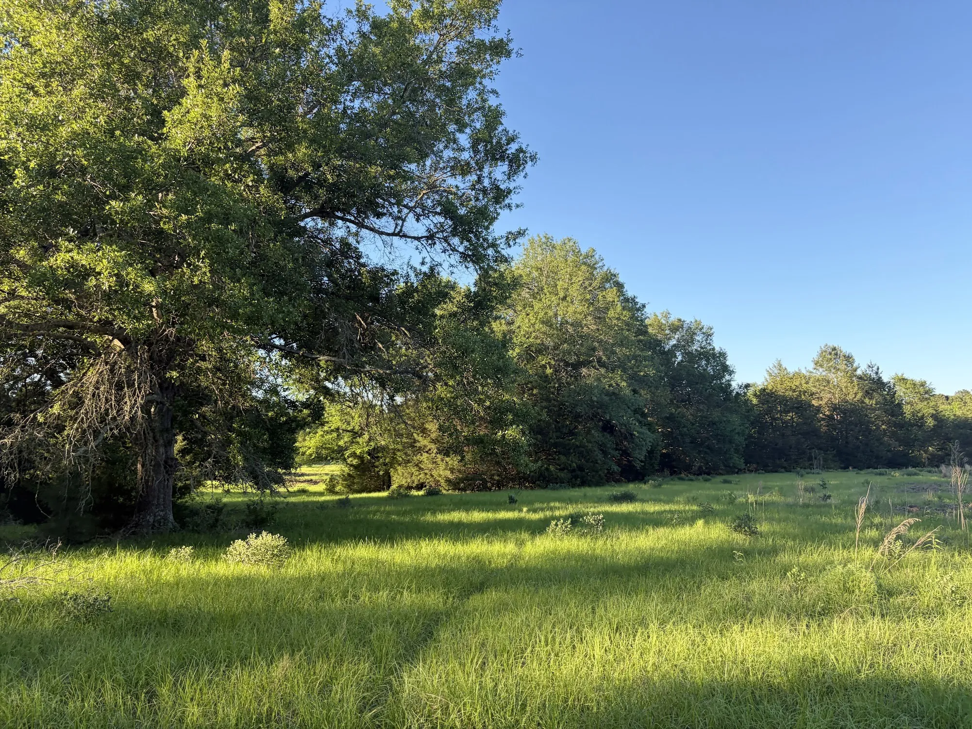 Ranch For Sale in Freestone County , 289 FCR 261, Oakwood, Texas 75855, 0, 0, Garage spaces, 0 Sqft, built in 0, Price $235,000, mls#21289860, Real Estate Agent in Oakwood, Homes For Sale in Freestone county, Homes For Sale in Oakwood, Realtor in Oakwood Texas, Real Estate Brokerage Independent Realty Texas, Luminita Cordes Realtor