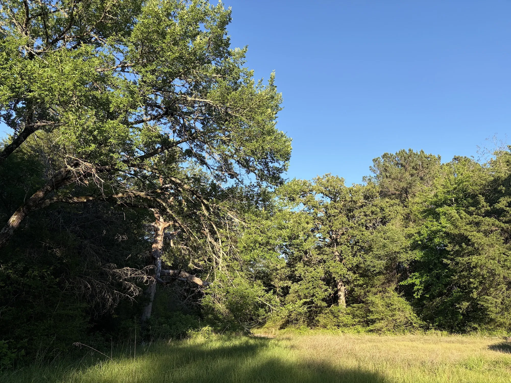 Ranch For Sale in Freestone County , 289 FCR 261, Oakwood, Texas 75855, 0, 0, Garage spaces, 0 Sqft, built in 0, Price $235,000, mls#21289860, Real Estate Agent in Oakwood, Homes For Sale in Freestone county, Homes For Sale in Oakwood, Realtor in Oakwood Texas, Real Estate Brokerage Independent Realty Texas, Luminita Cordes Realtor