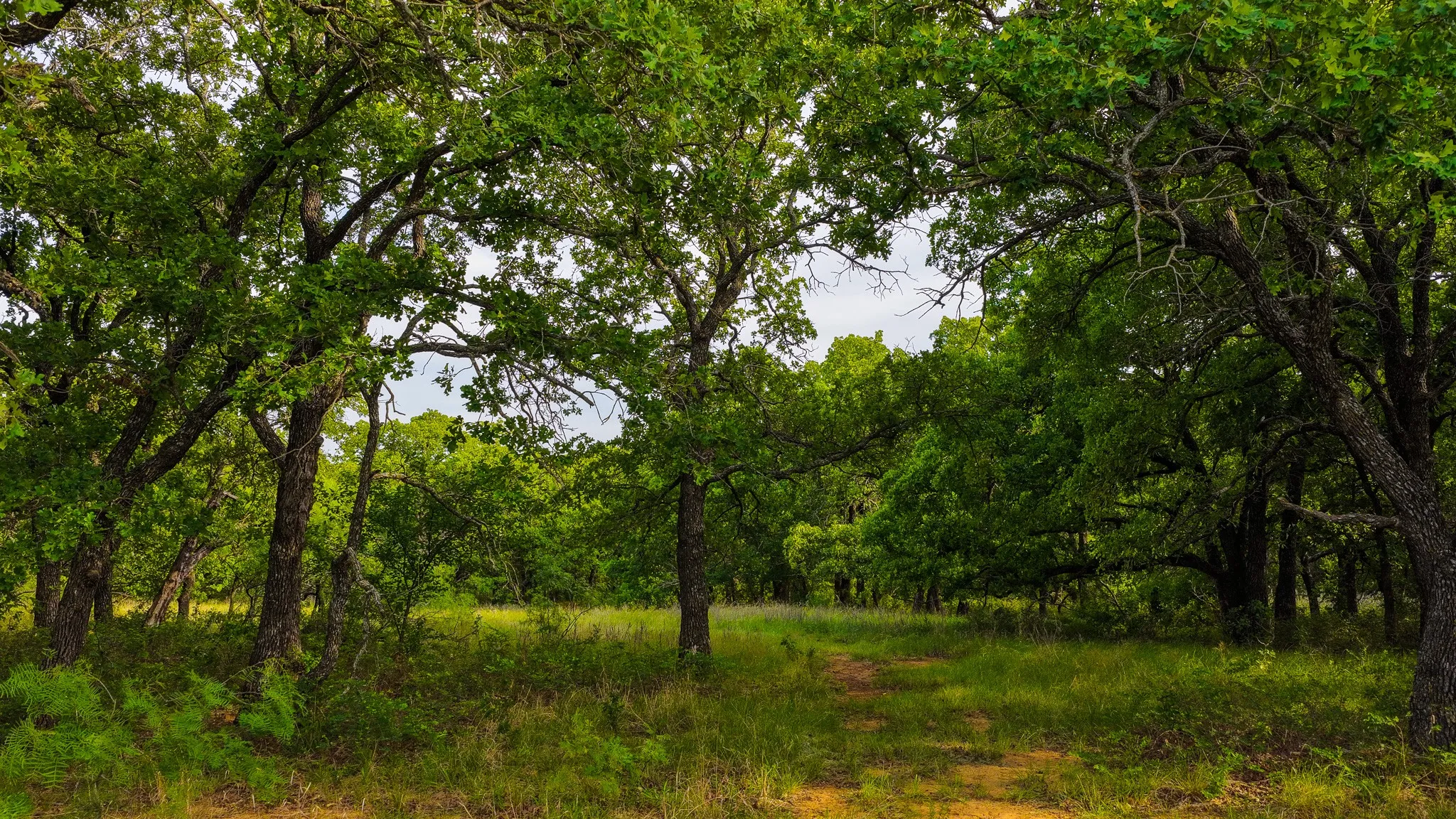 Ranch For Sale in Montague County , 3641 Carpenter Road, Nocona, Texas 76255, 0, 0, Garage spaces, 0 Sqft, built in 2008, Price $749,000, mls#21289257, Real Estate Agent in Nocona, Homes For Sale in Montague county, Homes For Sale in Nocona, Realtor in Nocona Texas, Real Estate Brokerage Independent Realty Texas, Luminita Cordes Realtor