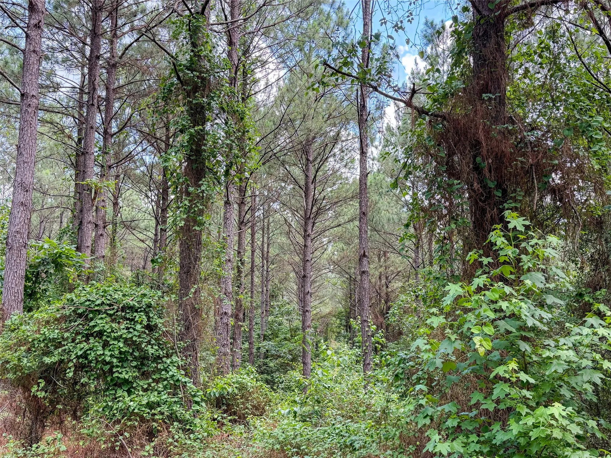 Improved Land For Sale in Camp County , TBD CR 4510, Pittsburg, Texas 75686, 0, 0, Garage spaces, 0 Sqft, built in 0, mls#21290827, Real Estate Agent in Pittsburg, Homes For Sale in Camp county, Homes For Sale in Pittsburg, Realtor in Pittsburg Texas, Real Estate Brokerage Independent Realty Texas, Luminita Cordes Realtor