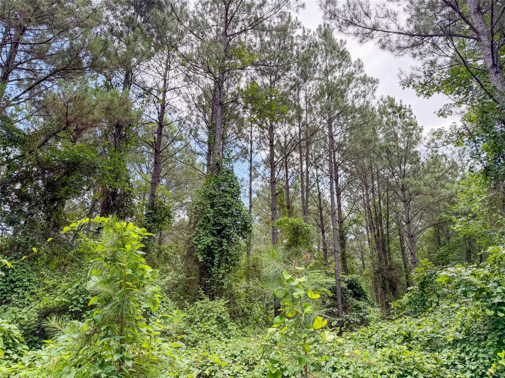 Improved Land For Sale in Camp County , TBD CR 4510, Pittsburg, Texas 75686, 0, 0, Garage spaces, 0 Sqft, built in 0, mls#21290827, Real Estate Agent in Pittsburg, Homes For Sale in Camp county, Homes For Sale in Pittsburg, Realtor in Pittsburg Texas, Real Estate Brokerage Independent Realty Texas, Luminita Cordes Realtor