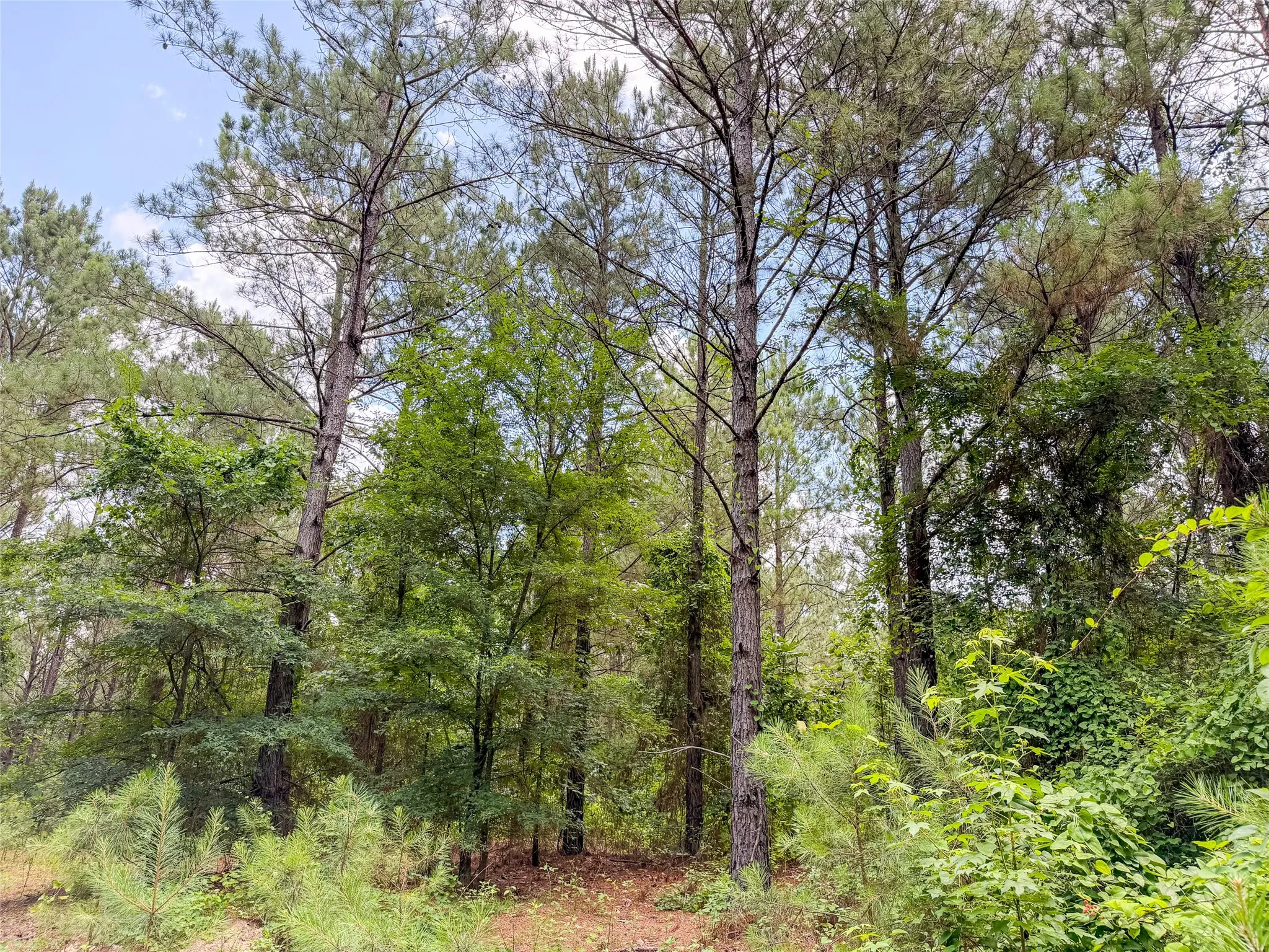Improved Land For Sale in Camp County , TBD CR 4510, Pittsburg, Texas 75686, 0, 0, Garage spaces, 0 Sqft, built in 0, mls#21290827, Real Estate Agent in Pittsburg, Homes For Sale in Camp county, Homes For Sale in Pittsburg, Realtor in Pittsburg Texas, Real Estate Brokerage Independent Realty Texas, Luminita Cordes Realtor