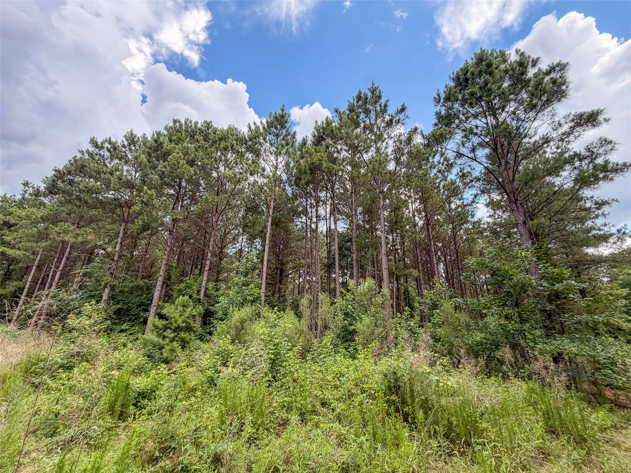 Improved Land For Sale in Camp County , TBD CR 4510, Pittsburg, Texas 75686, 0, 0, Garage spaces, 0 Sqft, built in 0, mls#21290827, Real Estate Agent in Pittsburg, Homes For Sale in Camp county, Homes For Sale in Pittsburg, Realtor in Pittsburg Texas, Real Estate Brokerage Independent Realty Texas, Luminita Cordes Realtor