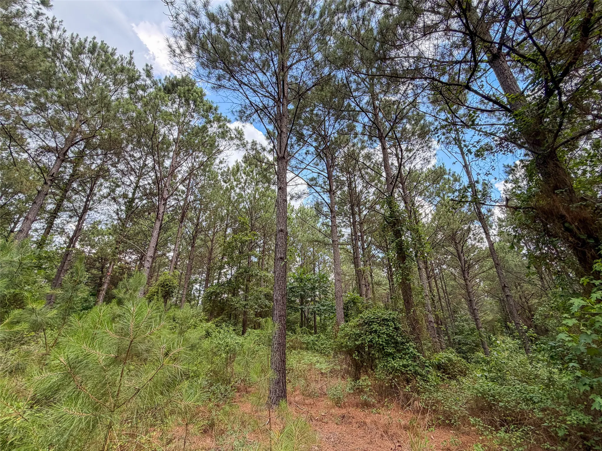 Improved Land For Sale in Camp County , TBD CR 4510, Pittsburg, Texas 75686, 0, 0, Garage spaces, 0 Sqft, built in 0, mls#21290827, Real Estate Agent in Pittsburg, Homes For Sale in Camp county, Homes For Sale in Pittsburg, Realtor in Pittsburg Texas, Real Estate Brokerage Independent Realty Texas, Luminita Cordes Realtor