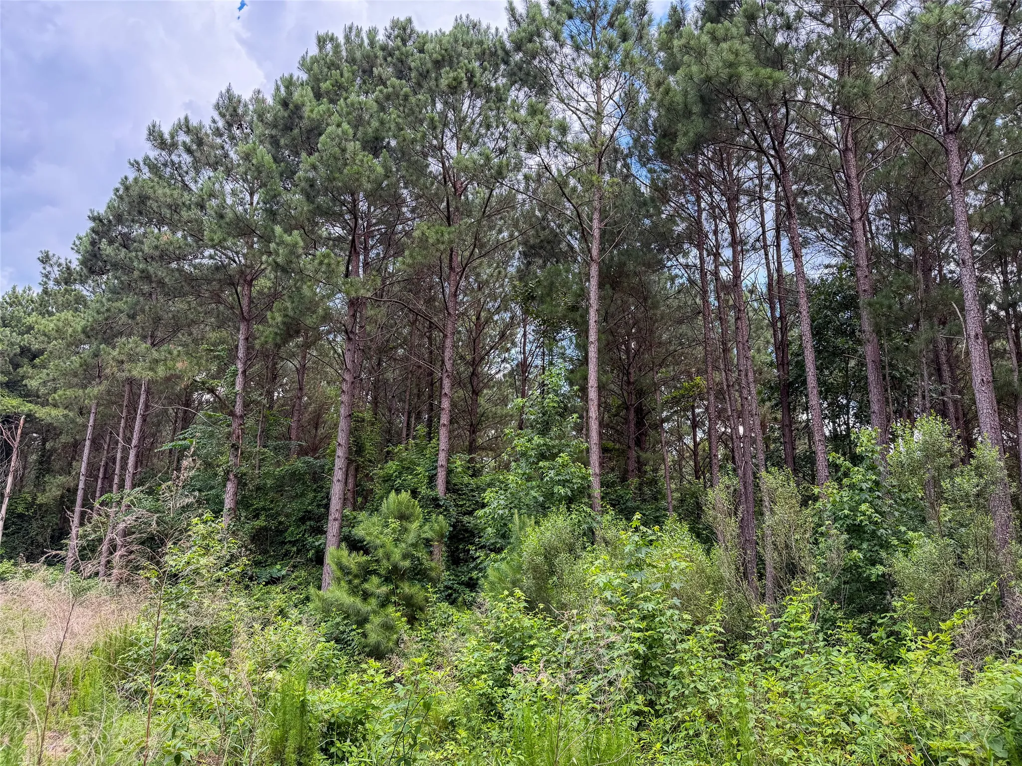 Improved Land For Sale in Camp County , TBD CR 4510, Pittsburg, Texas 75686, 0, 0, Garage spaces, 0 Sqft, built in 0, mls#21290827, Real Estate Agent in Pittsburg, Homes For Sale in Camp county, Homes For Sale in Pittsburg, Realtor in Pittsburg Texas, Real Estate Brokerage Independent Realty Texas, Luminita Cordes Realtor