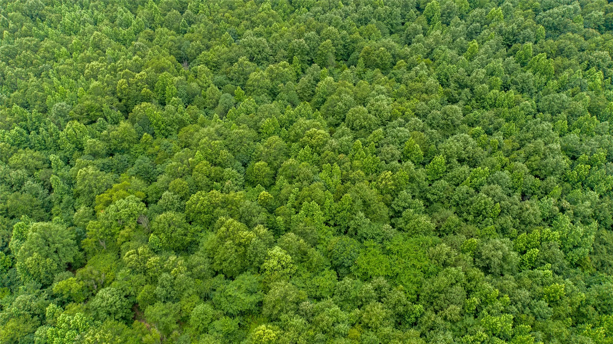 Improved Land For Sale in Camp County , TBD CR 4510, Pittsburg, Texas 75686, 0, 0, Garage spaces, 0 Sqft, built in 0, mls#21290827, Real Estate Agent in Pittsburg, Homes For Sale in Camp county, Homes For Sale in Pittsburg, Realtor in Pittsburg Texas, Real Estate Brokerage Independent Realty Texas, Luminita Cordes Realtor