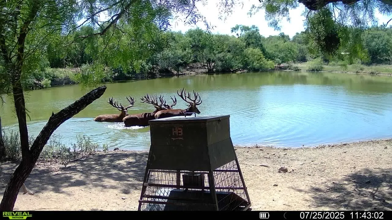 Ranch For Sale in Coleman County , 1797 FM 1026, Coleman, Texas 76834, 0, 0, Garage spaces, 0 Sqft, built in 0, Price $2,465,000, mls#21290946, Real Estate Agent in Coleman, Homes For Sale in Coleman county, Homes For Sale in Coleman, Realtor in Coleman Texas, Real Estate Brokerage Independent Realty Texas, Luminita Cordes Realtor