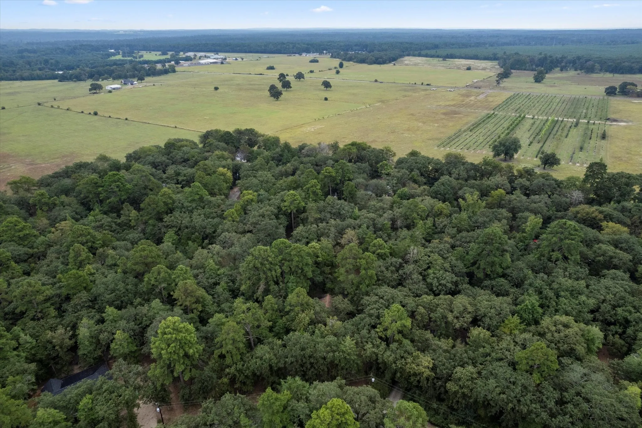 Extensive forested area featuring mature trees and lush green canopy