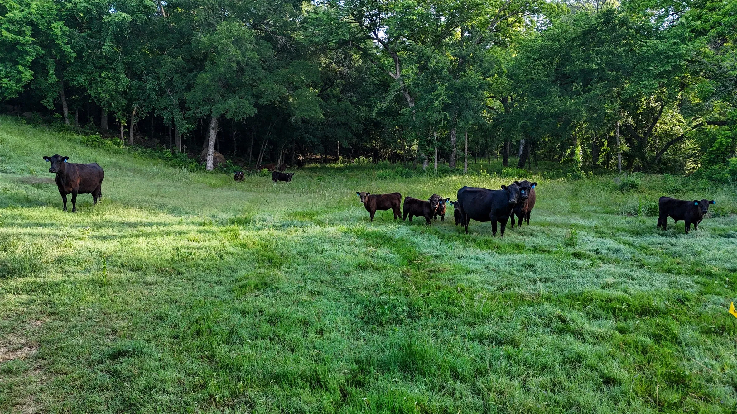 Farm For Sale in Wise County , 1148 County Road 1591, Alvord, Texas 76225, 4 Bedroom, 5 Bathroom, 3 Garage spaces, 4,600 Sqft, built in 2000, mls#21287264, Real Estate Agent in Alvord, Homes For Sale in Wise county, Homes For Sale in Alvord, Realtor in Alvord Texas, Real Estate Brokerage Independent Realty Texas, Luminita Cordes Realtor