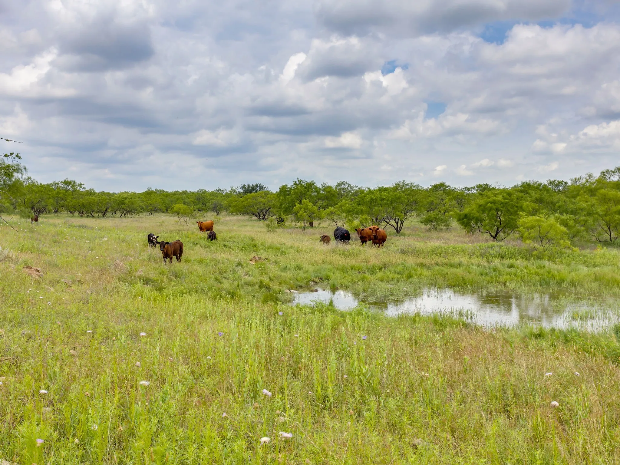 Farm For Sale in Coleman County , 1053 Fm 503, Coleman, Texas 76834, 2 Bedrooms, 2 Bathrooms, 2 Garage spaces, 2,278 Sqft, built in 2009, Price $1,998,000, mls#21290490, Real Estate Agent in Coleman, Homes For Sale in Coleman county, Homes For Sale in Coleman, Realtor in Coleman Texas, Real Estate Brokerage Independent Realty Texas, Luminita Cordes Realtor