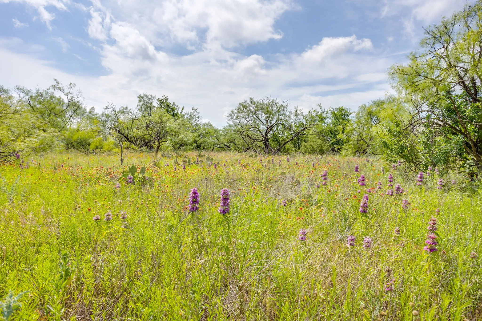 Farm For Sale in Coleman County , 1053 Fm 503, Coleman, Texas 76834, 2 Bedrooms, 2 Bathrooms, 2 Garage spaces, 2,278 Sqft, built in 2009, Price $1,998,000, mls#21290490, Real Estate Agent in Coleman, Homes For Sale in Coleman county, Homes For Sale in Coleman, Realtor in Coleman Texas, Real Estate Brokerage Independent Realty Texas, Luminita Cordes Realtor