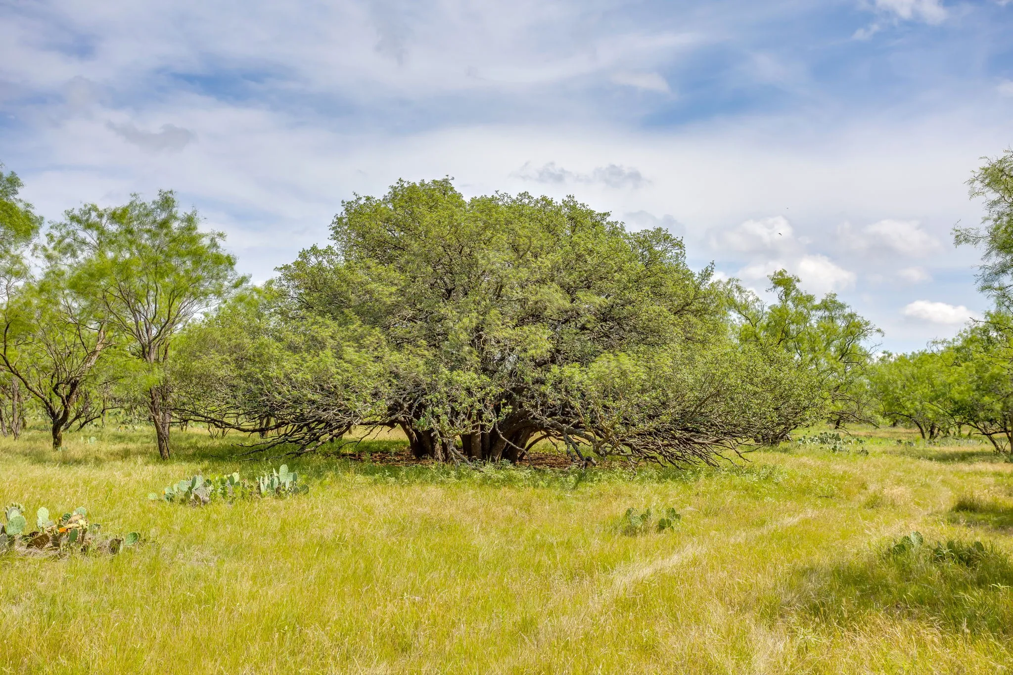 Farm For Sale in Coleman County , 1053 Fm 503, Coleman, Texas 76834, 2 Bedrooms, 2 Bathrooms, 2 Garage spaces, 2,278 Sqft, built in 2009, Price $1,998,000, mls#21290490, Real Estate Agent in Coleman, Homes For Sale in Coleman county, Homes For Sale in Coleman, Realtor in Coleman Texas, Real Estate Brokerage Independent Realty Texas, Luminita Cordes Realtor