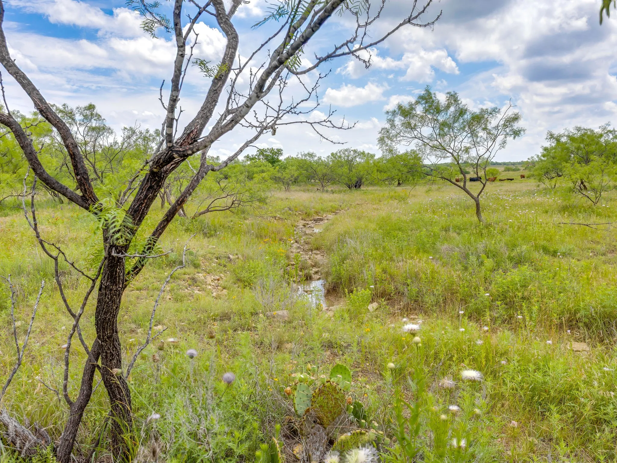 Farm For Sale in Coleman County , 1053 Fm 503, Coleman, Texas 76834, 2 Bedrooms, 2 Bathrooms, 2 Garage spaces, 2,278 Sqft, built in 2009, Price $1,998,000, mls#21290490, Real Estate Agent in Coleman, Homes For Sale in Coleman county, Homes For Sale in Coleman, Realtor in Coleman Texas, Real Estate Brokerage Independent Realty Texas, Luminita Cordes Realtor
