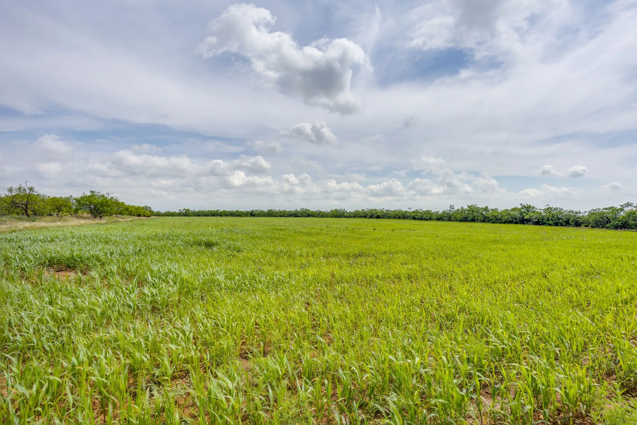 Farm For Sale in Coleman County , 1053 Fm 503, Coleman, Texas 76834, 2 Bedrooms, 2 Bathrooms, 2 Garage spaces, 2,278 Sqft, built in 2009, Price $1,998,000, mls#21290490, Real Estate Agent in Coleman, Homes For Sale in Coleman county, Homes For Sale in Coleman, Realtor in Coleman Texas, Real Estate Brokerage Independent Realty Texas, Luminita Cordes Realtor