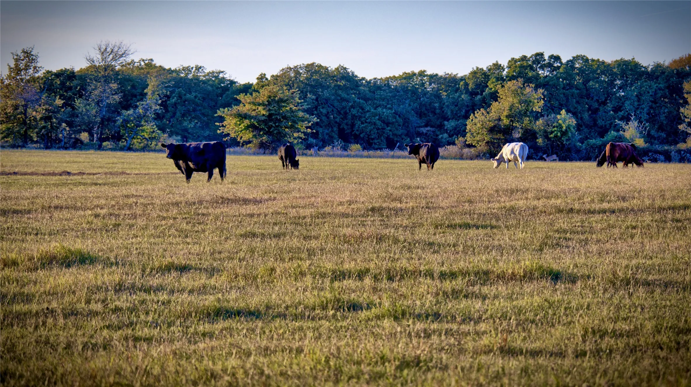 Farm For Sale in Montague County , 8752 Fm 1749, Sunset, Texas 76270, 3 Bedroom, 3 Bathroom, Garage spaces, 2,264 Sqft, built in 1973, mls#21291511, Real Estate Agent in Sunset, Homes For Sale in Montague county, Homes For Sale in Sunset, Realtor in Sunset Texas, Real Estate Brokerage Independent Realty Texas, Luminita Cordes Realtor