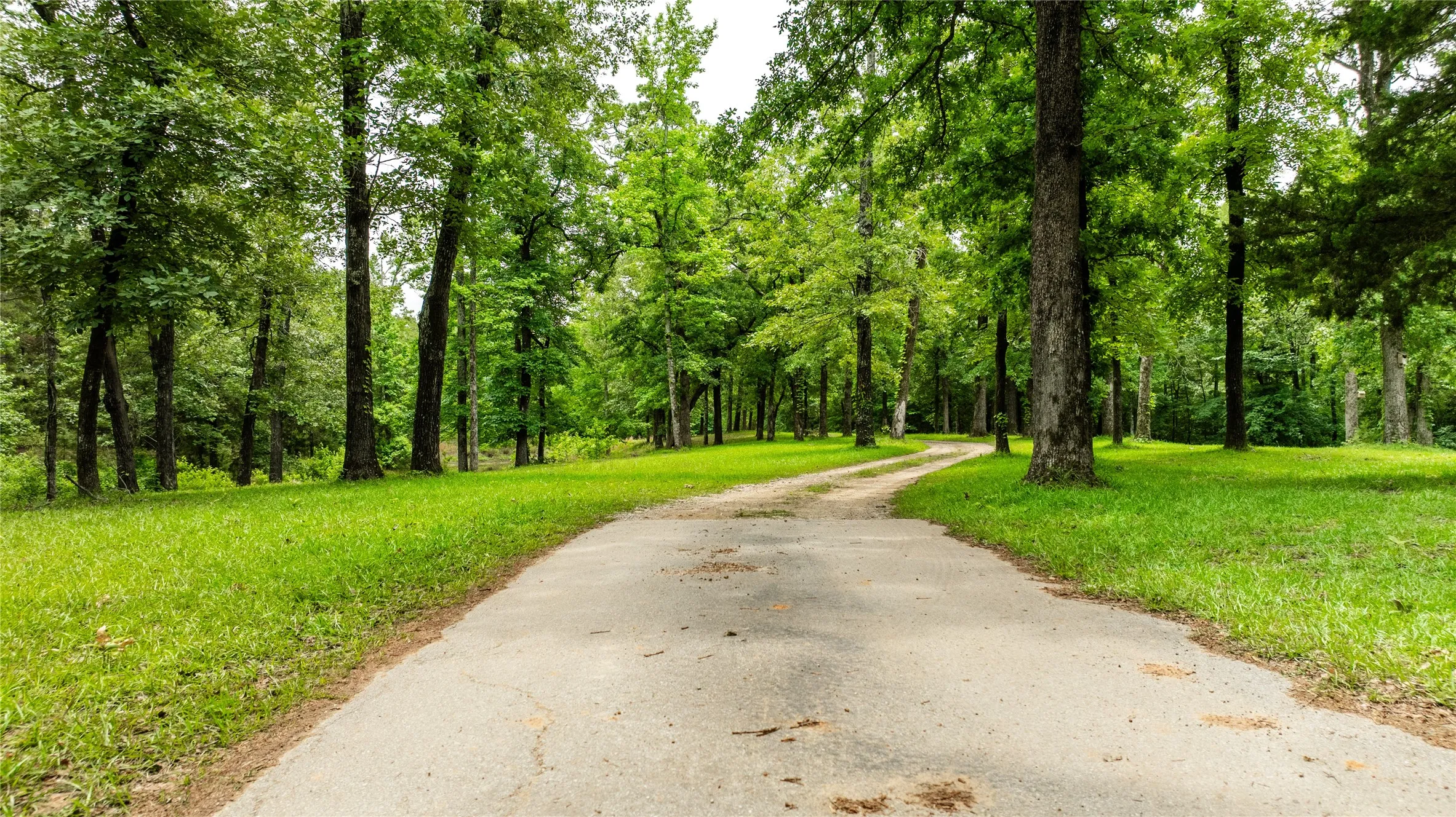 Curving paved driveway surrounded by verdant lawn and mature trees